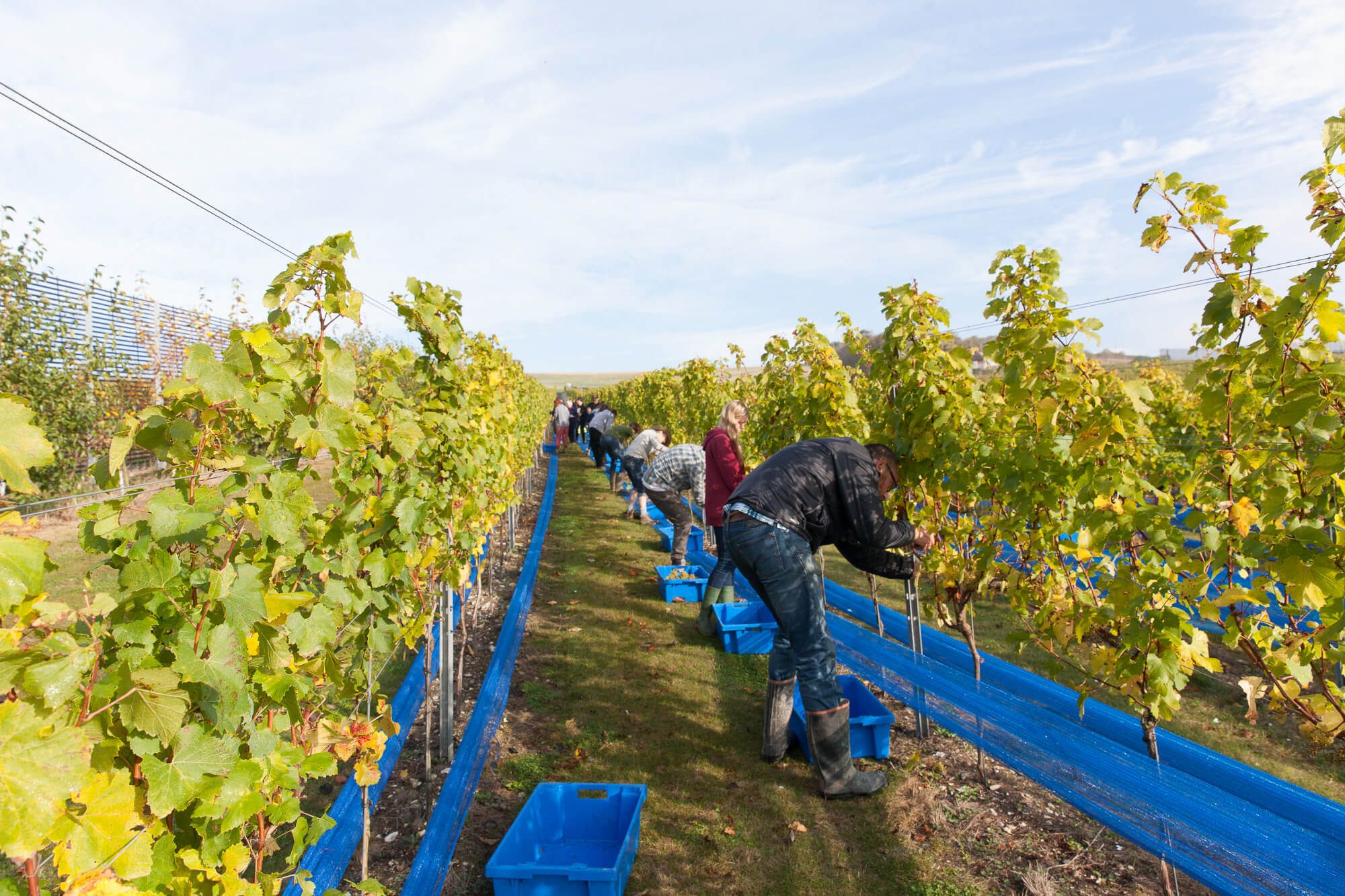 grape picking