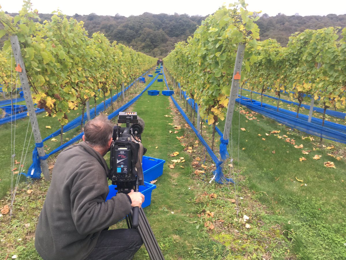 BBC filming 2017 Rathfinny harvest