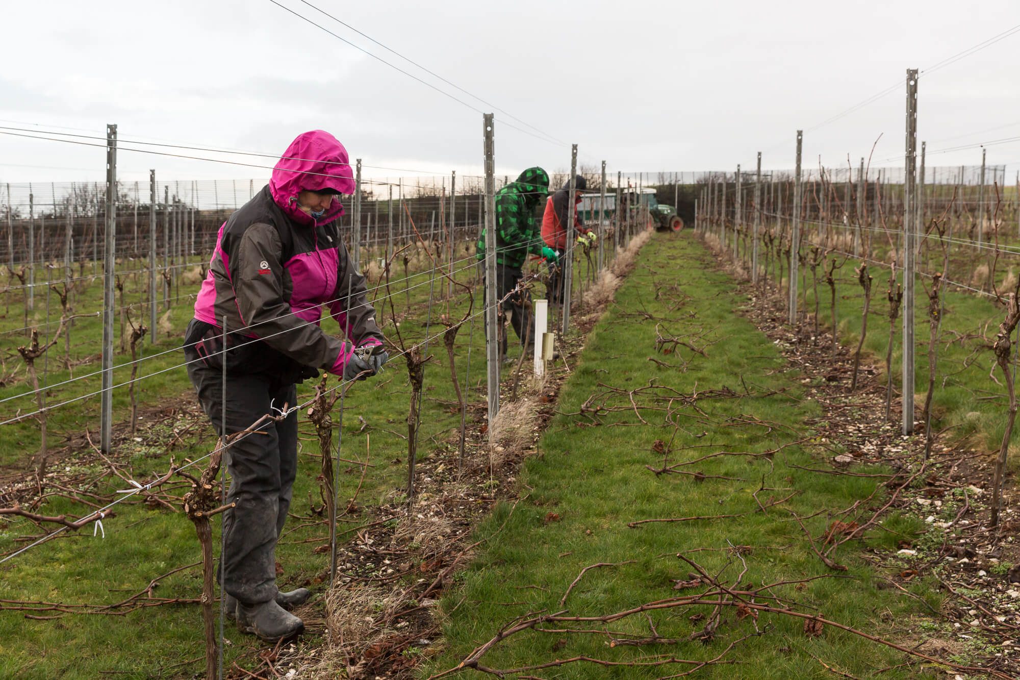 Julie Pruning