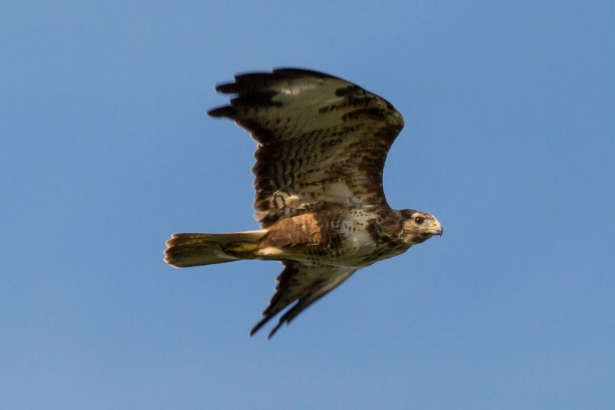 Buzzard