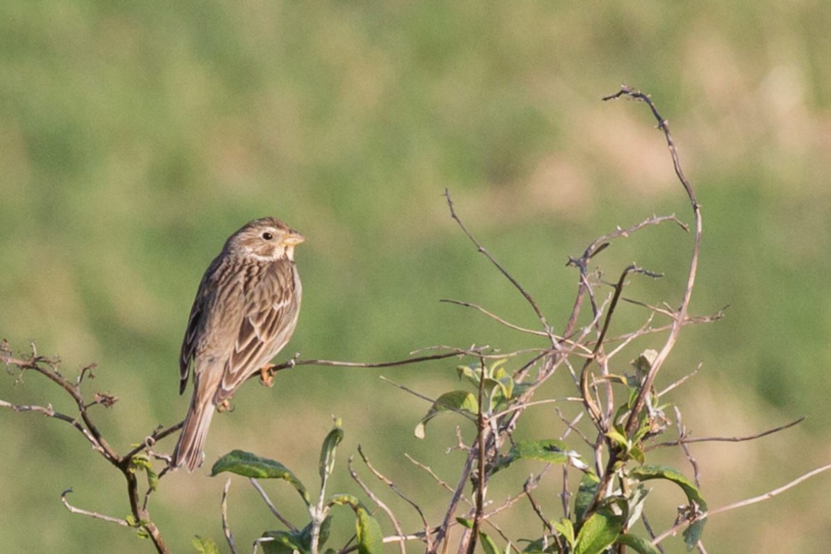 Corn Bunting