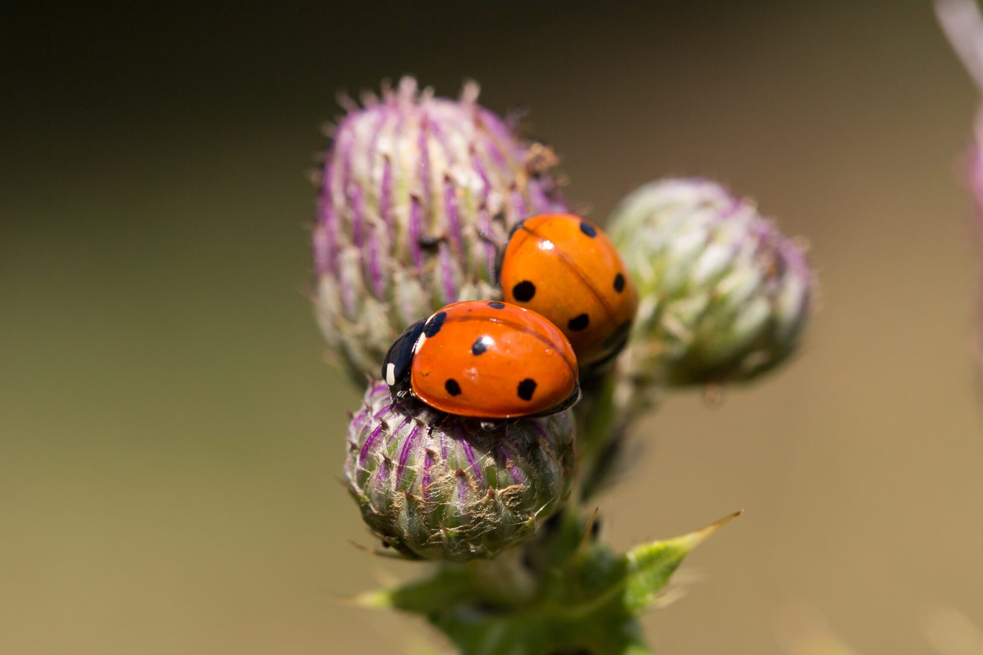 Ladybirds