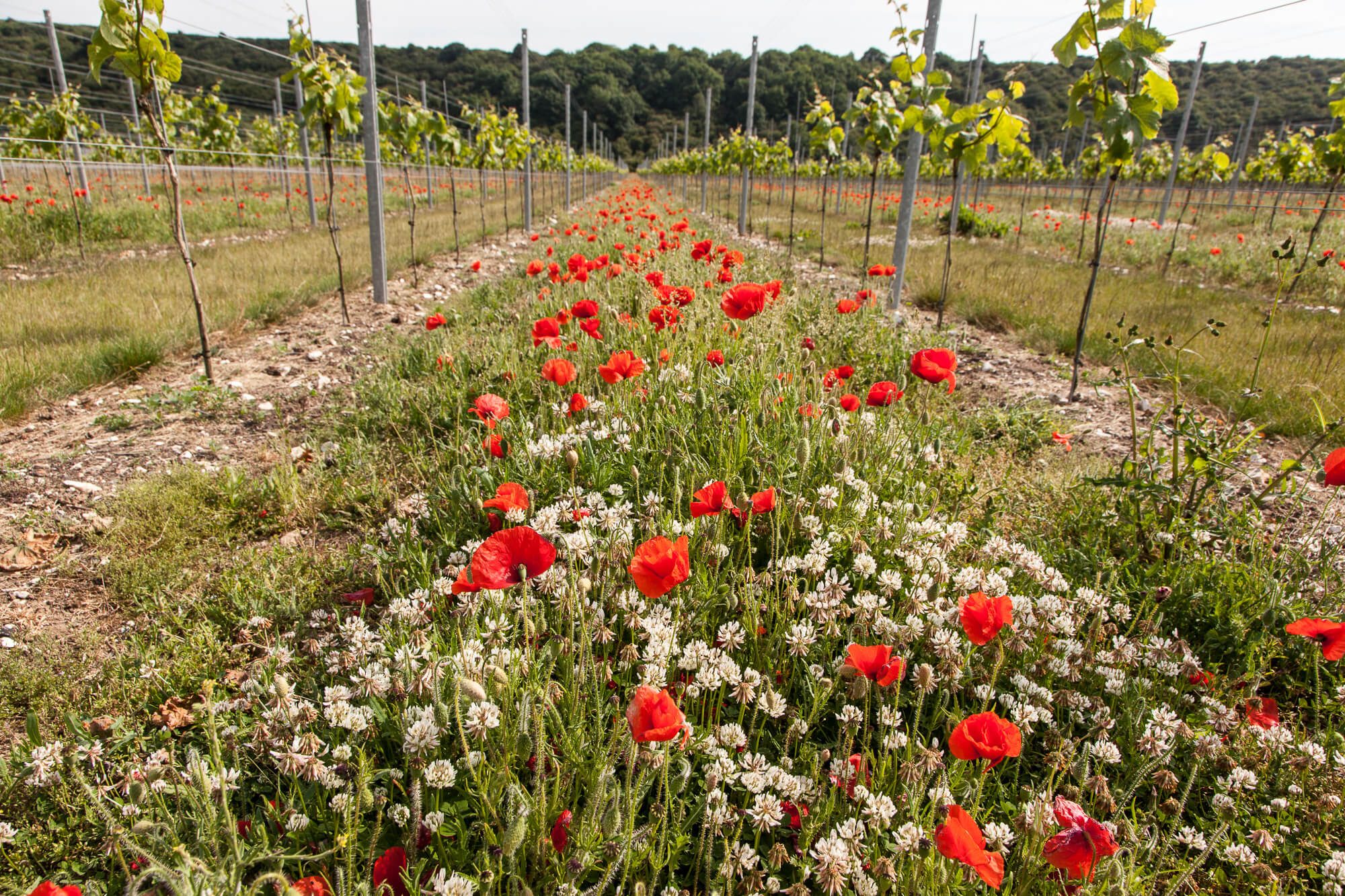 Poppies 2015
