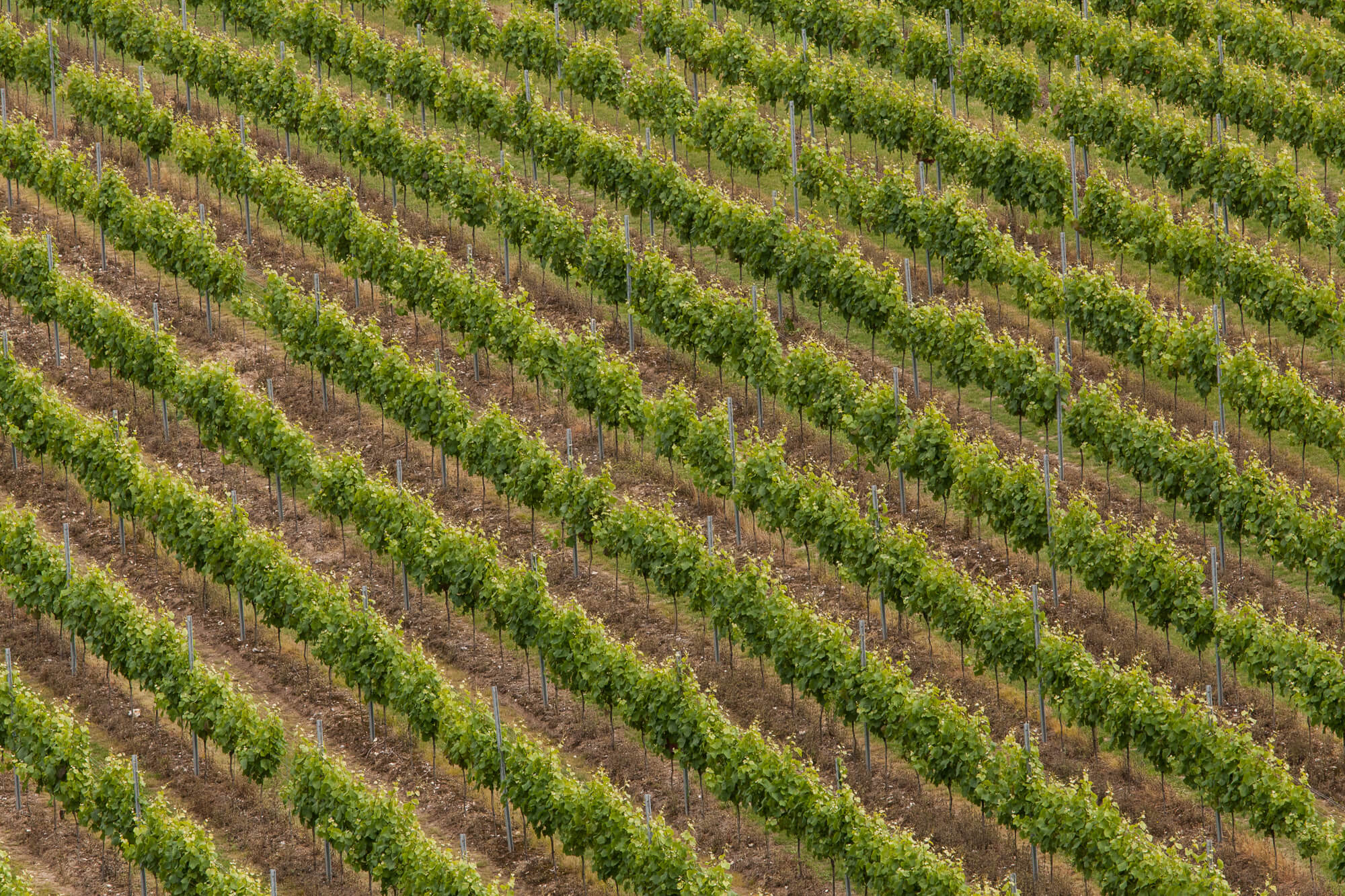 Aerial View of Vines