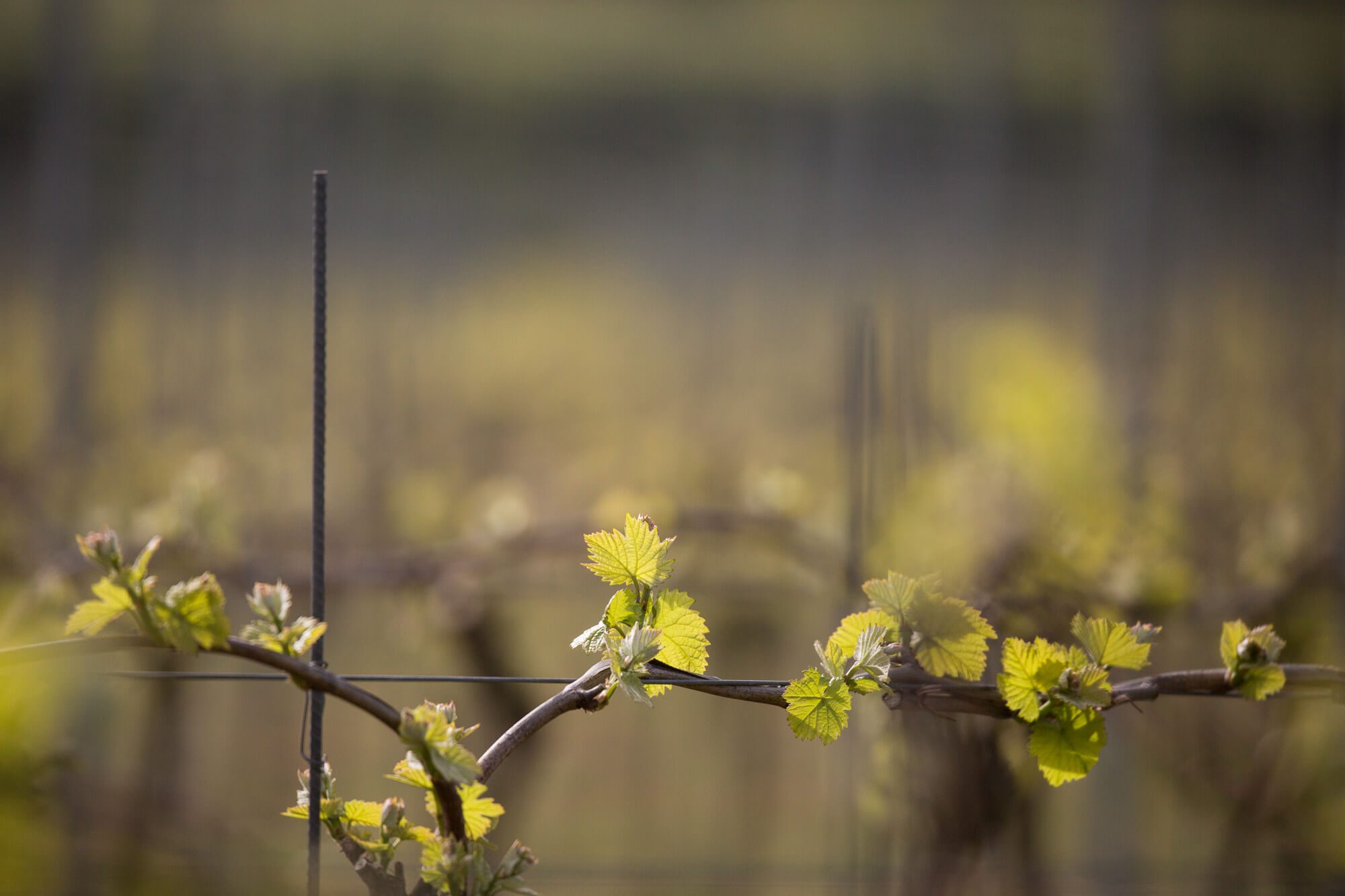 April Buds