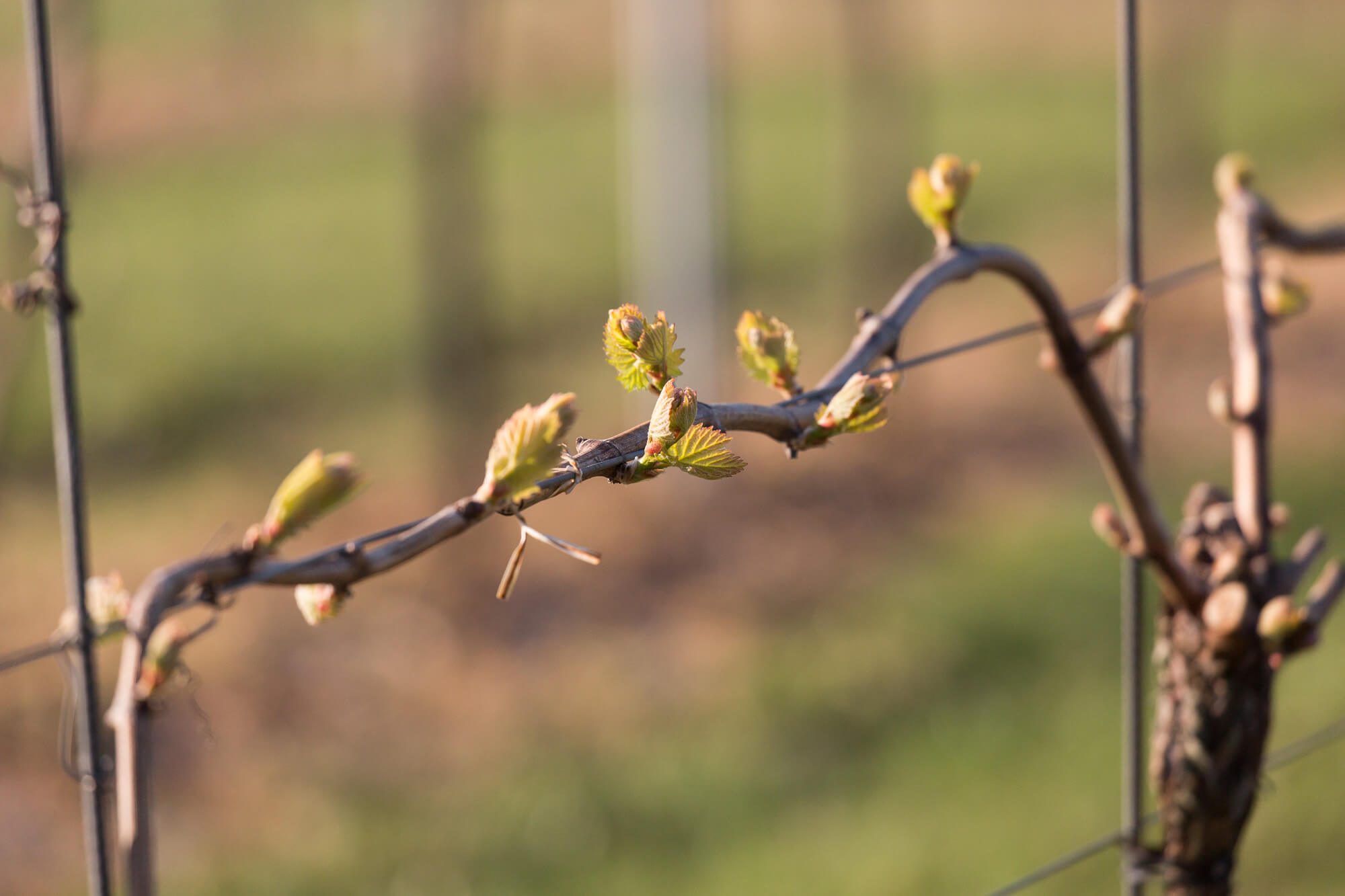 April Buds