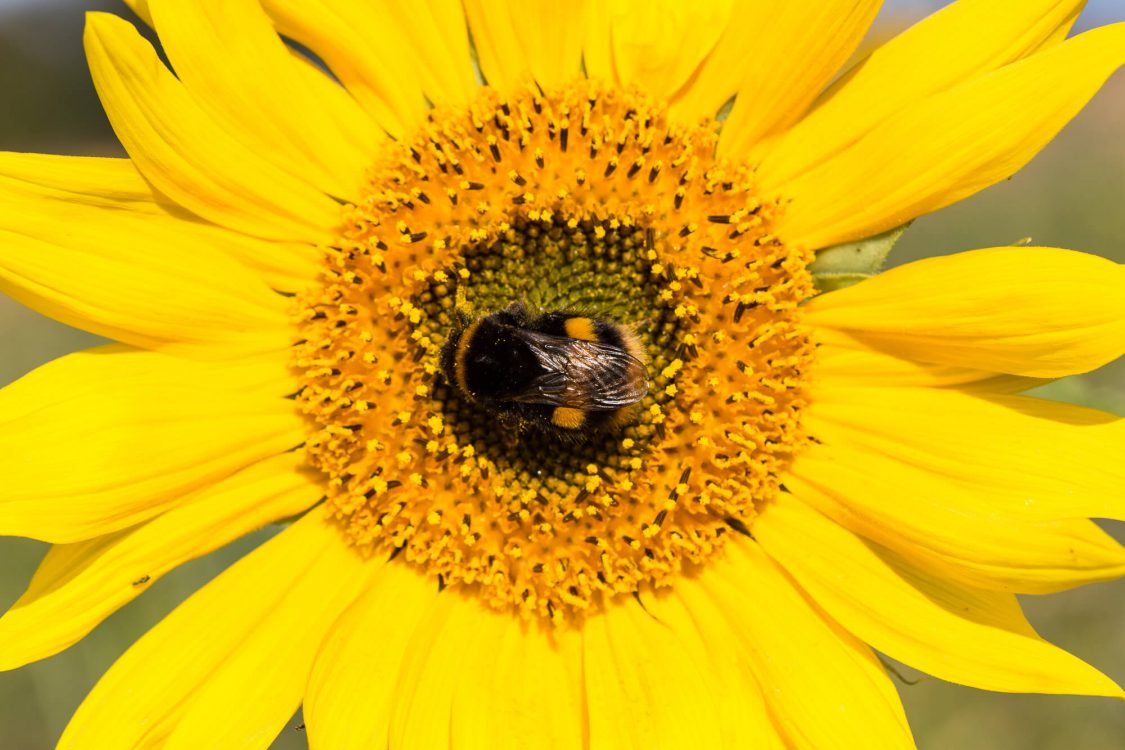 Bee on a Sunflower