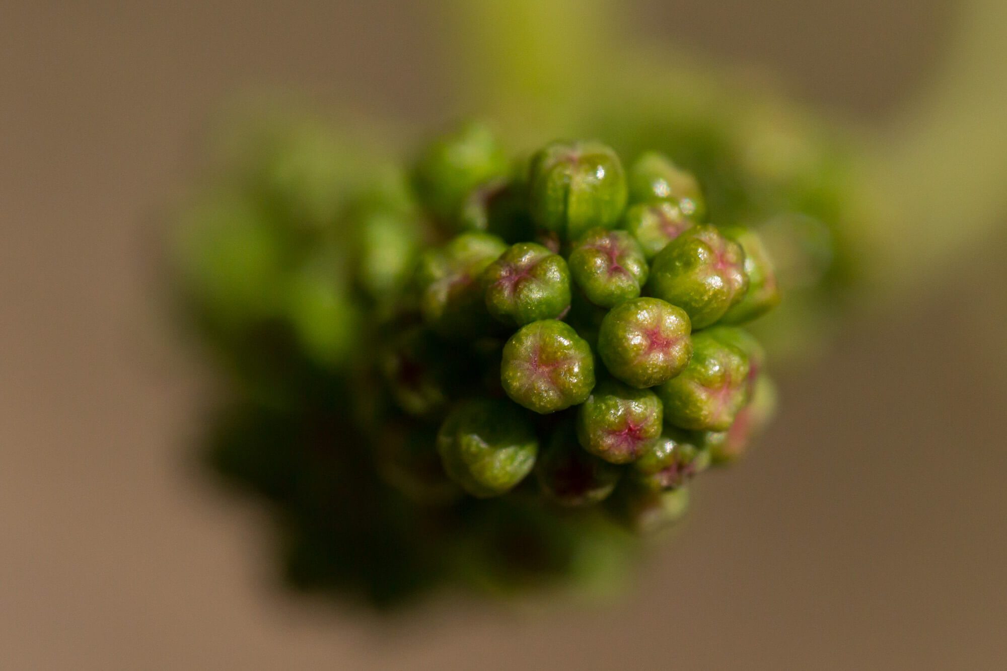Berries