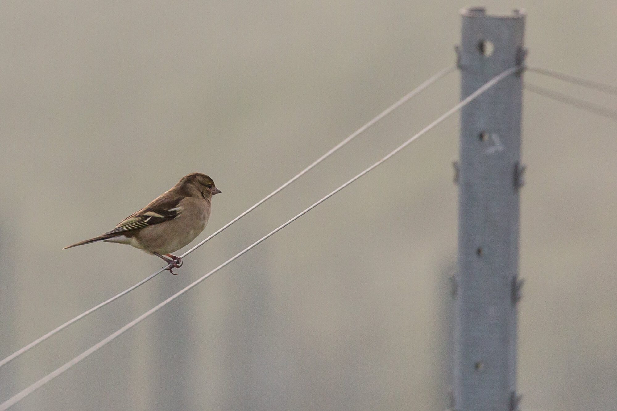 Bird on a Wire