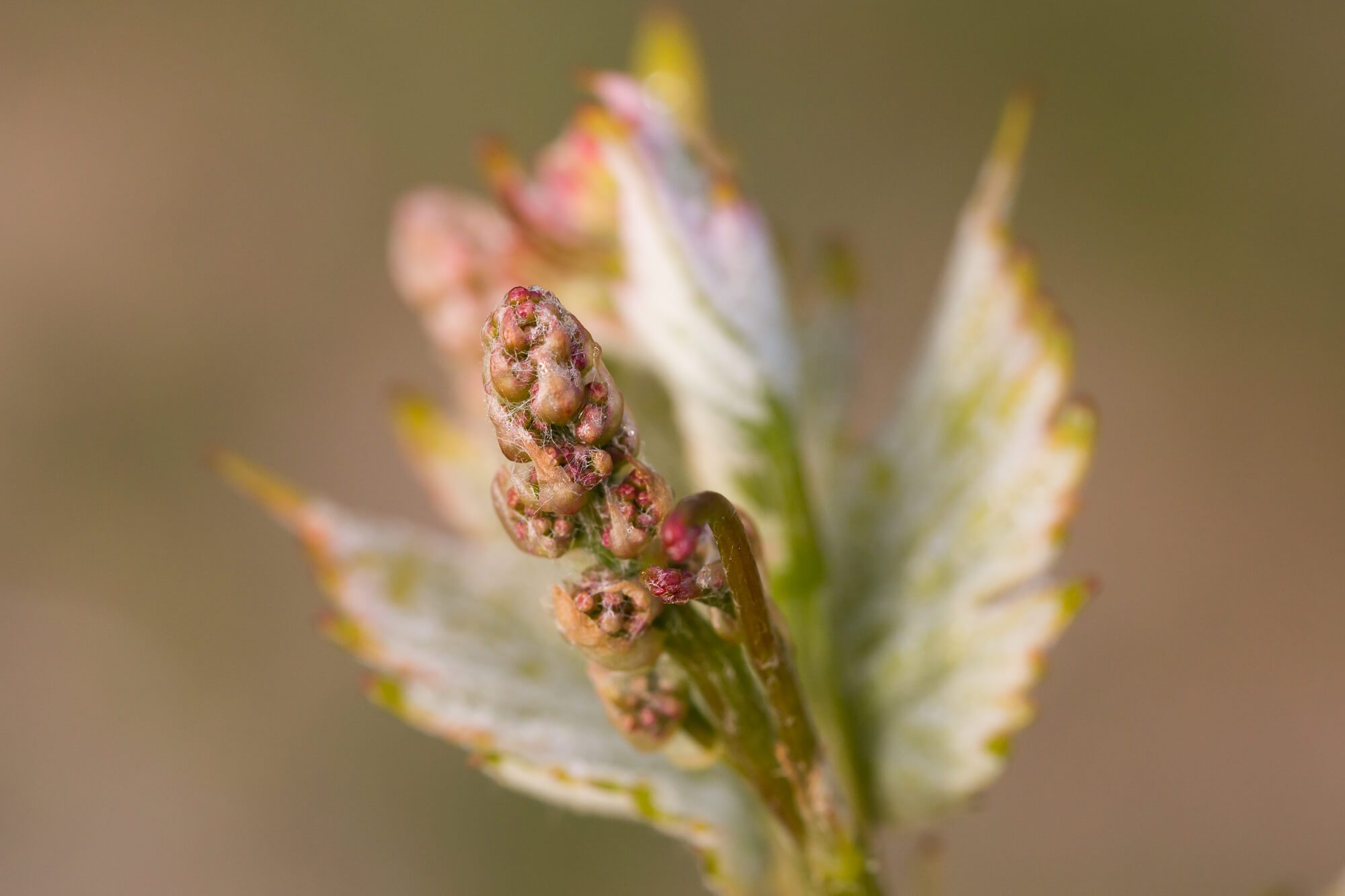 Bud