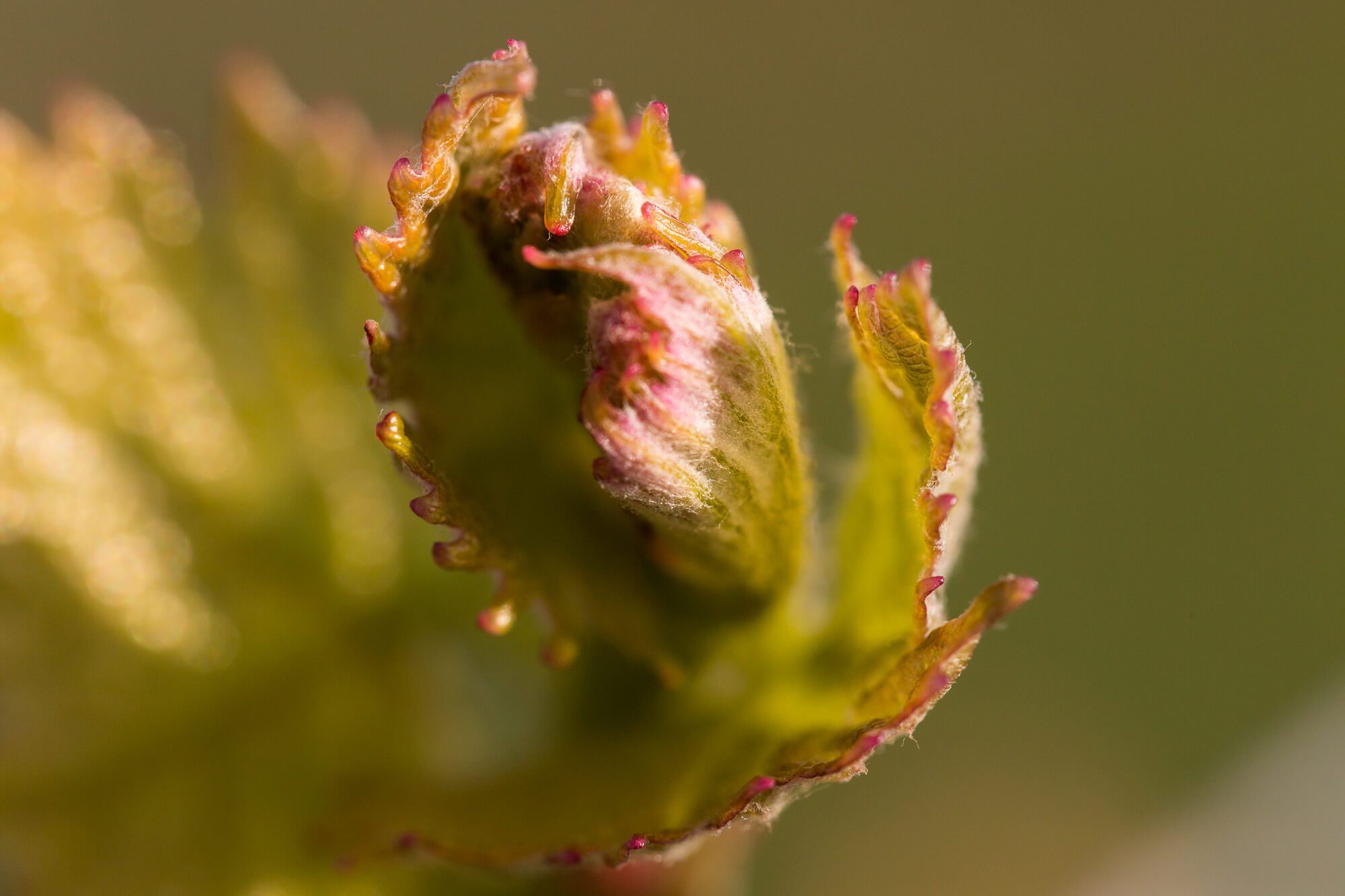 Budburst