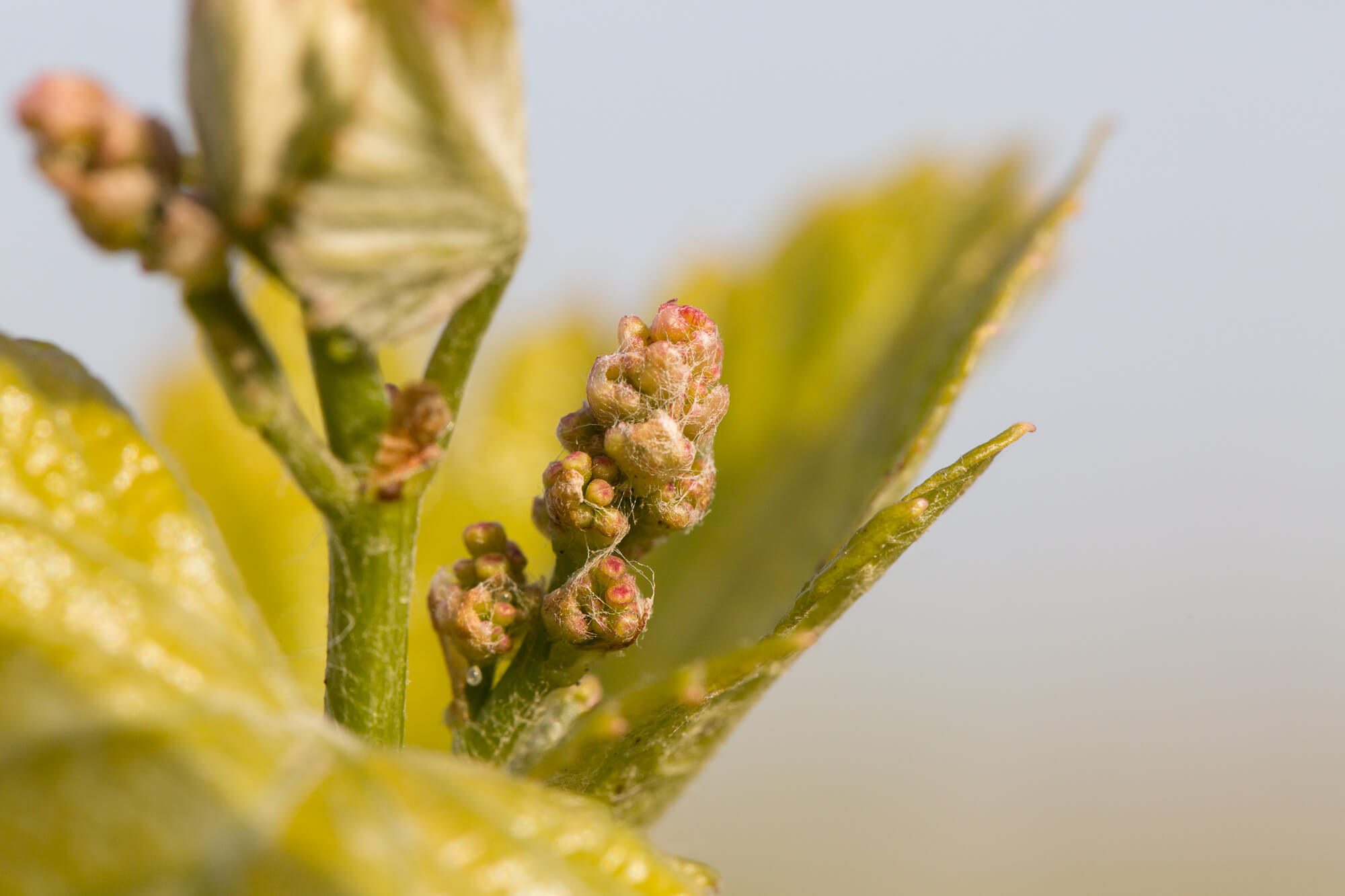 Buds