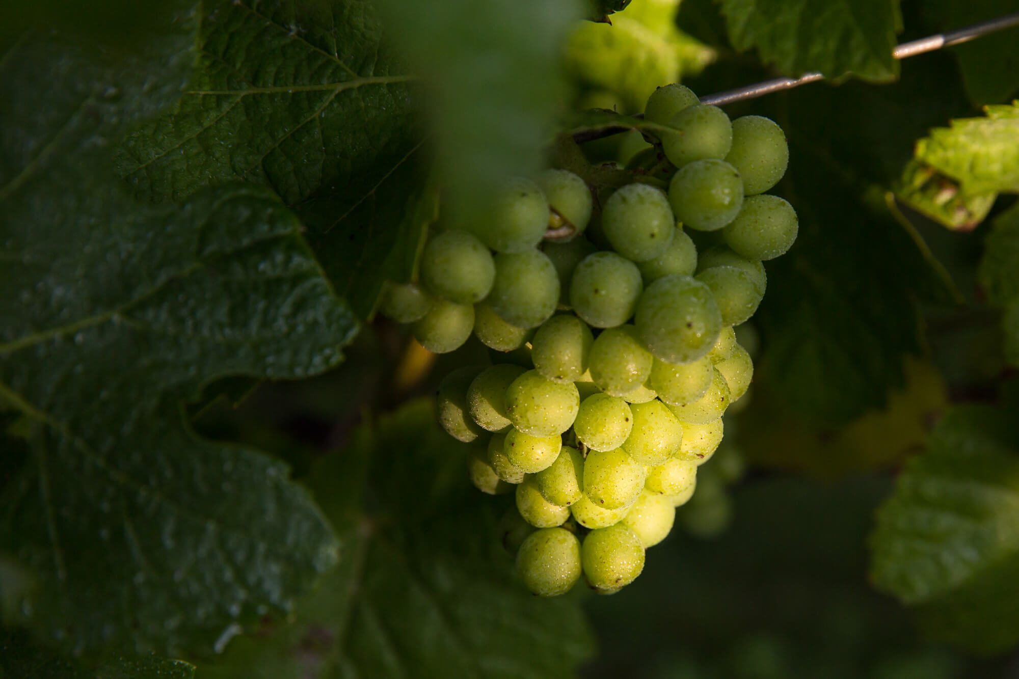 Bunch of Grapes