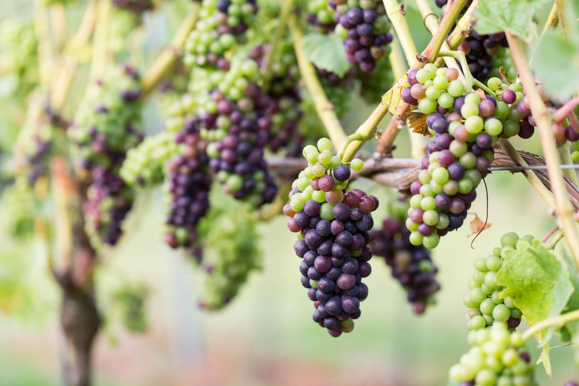 Bunches of Grapes