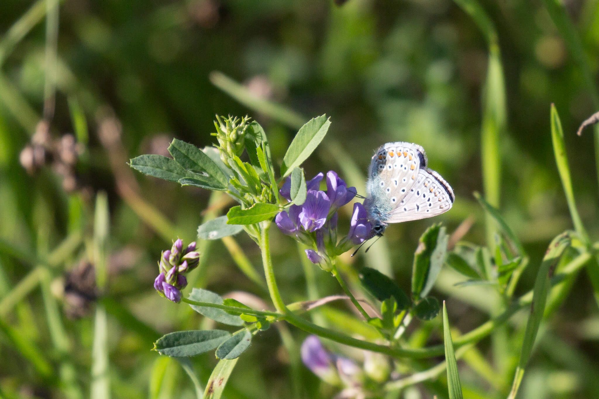 butterfly