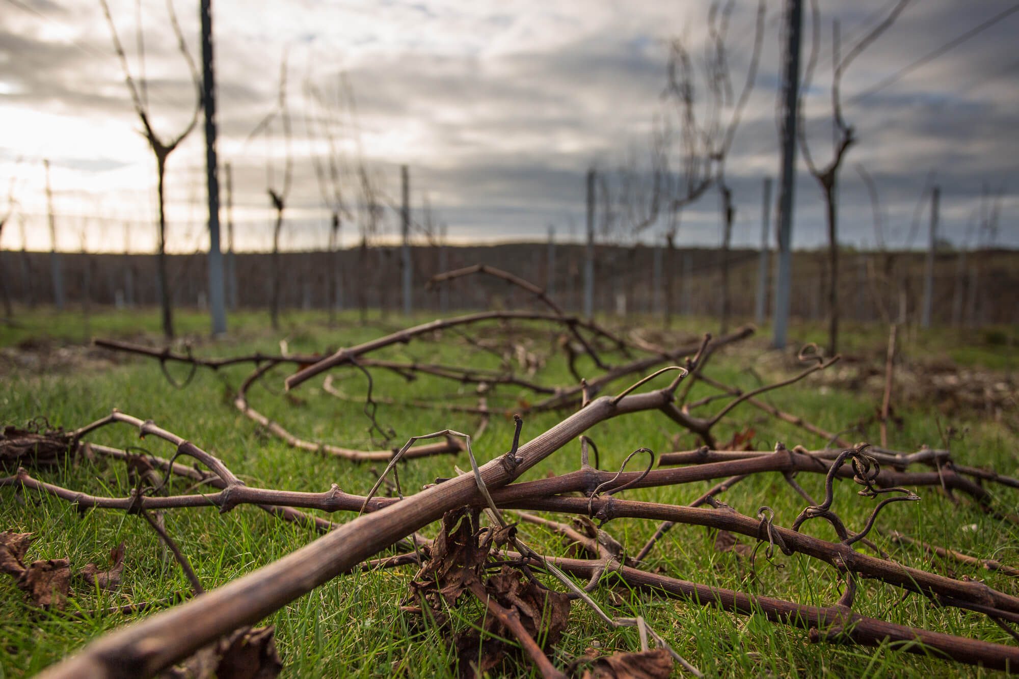 Canes on Vineyard Floor
