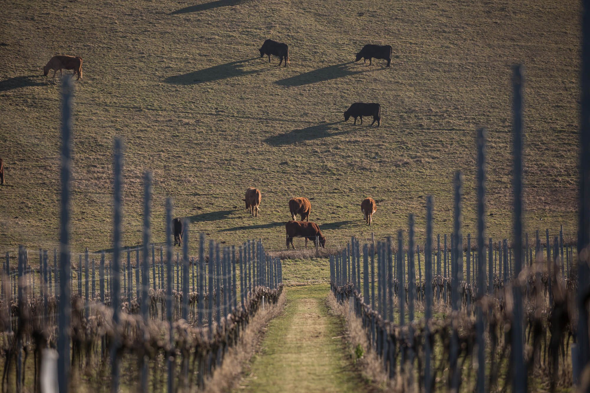 Cows on the Vineyard