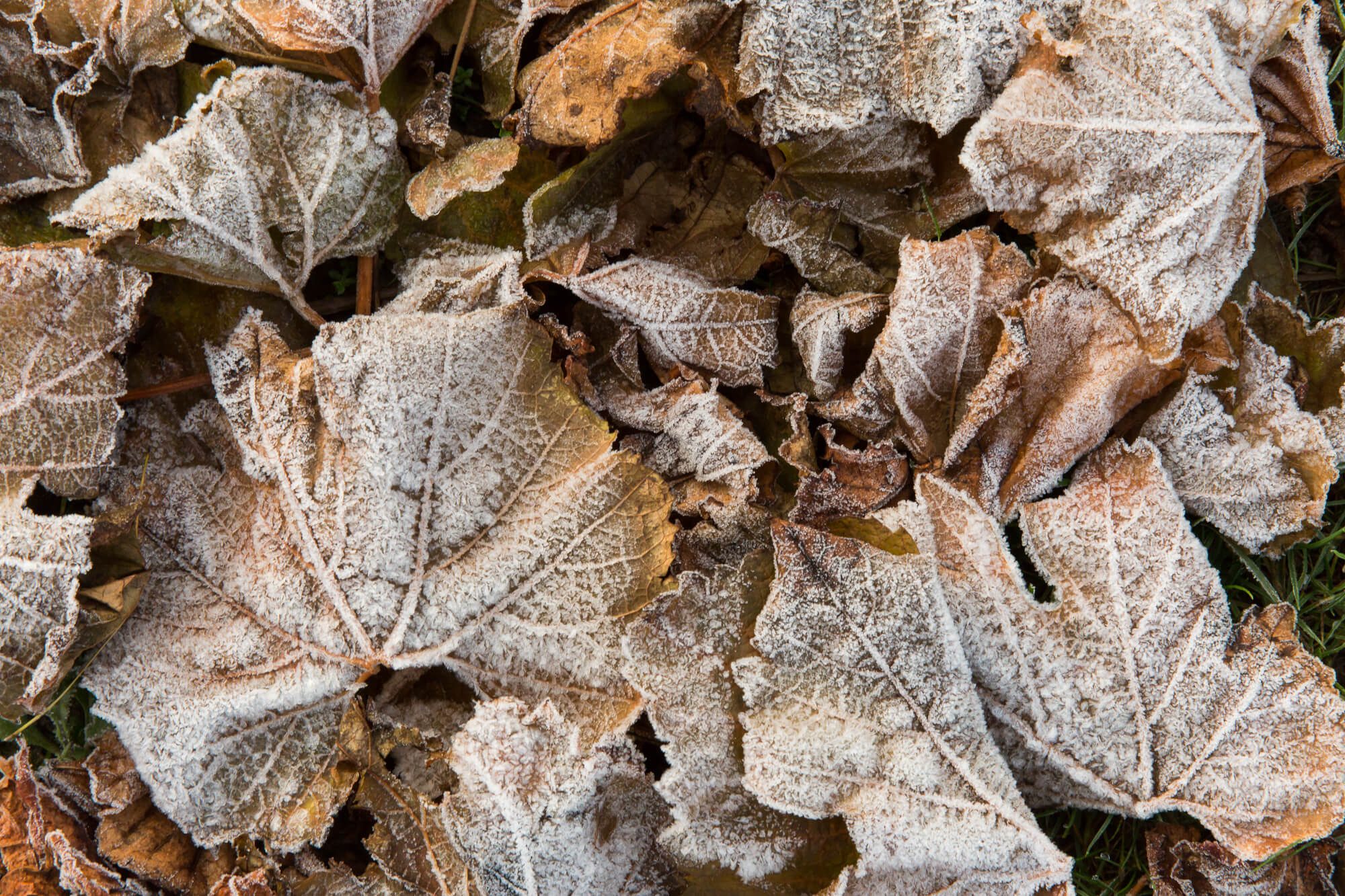 Crunchy Leaves