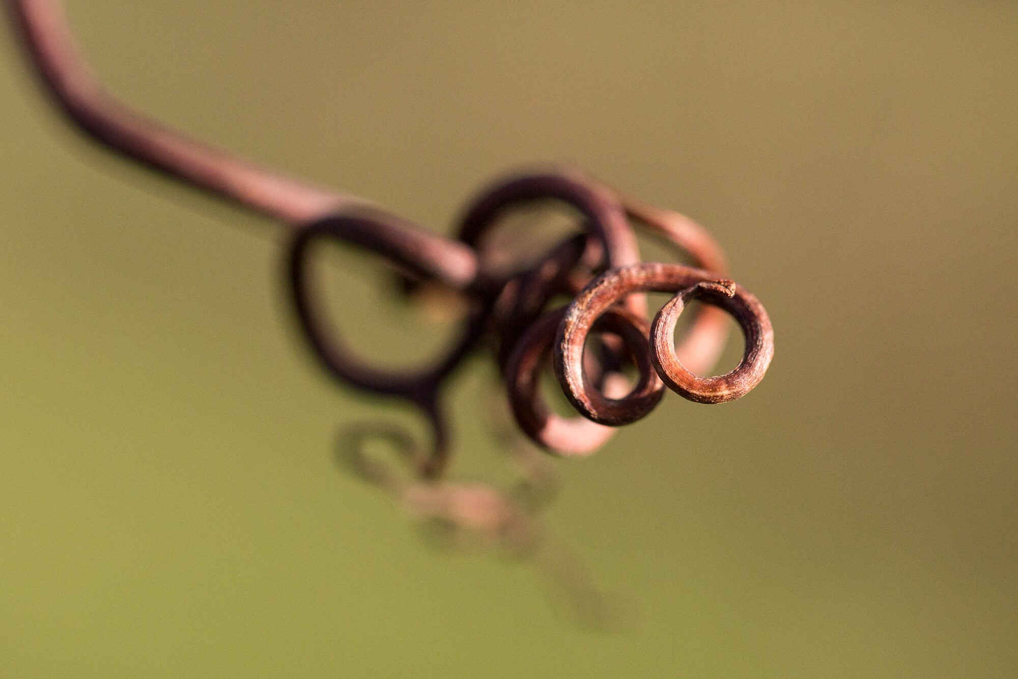 Curly Vine