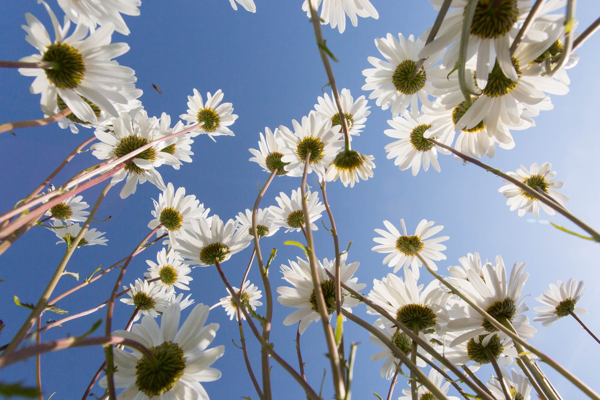 Daises Reaching Towards a Blue Sky