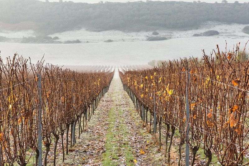 December Vines