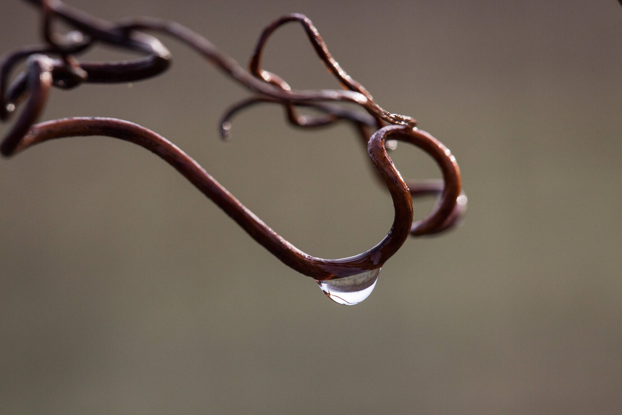 Droplet on a Curly Vine