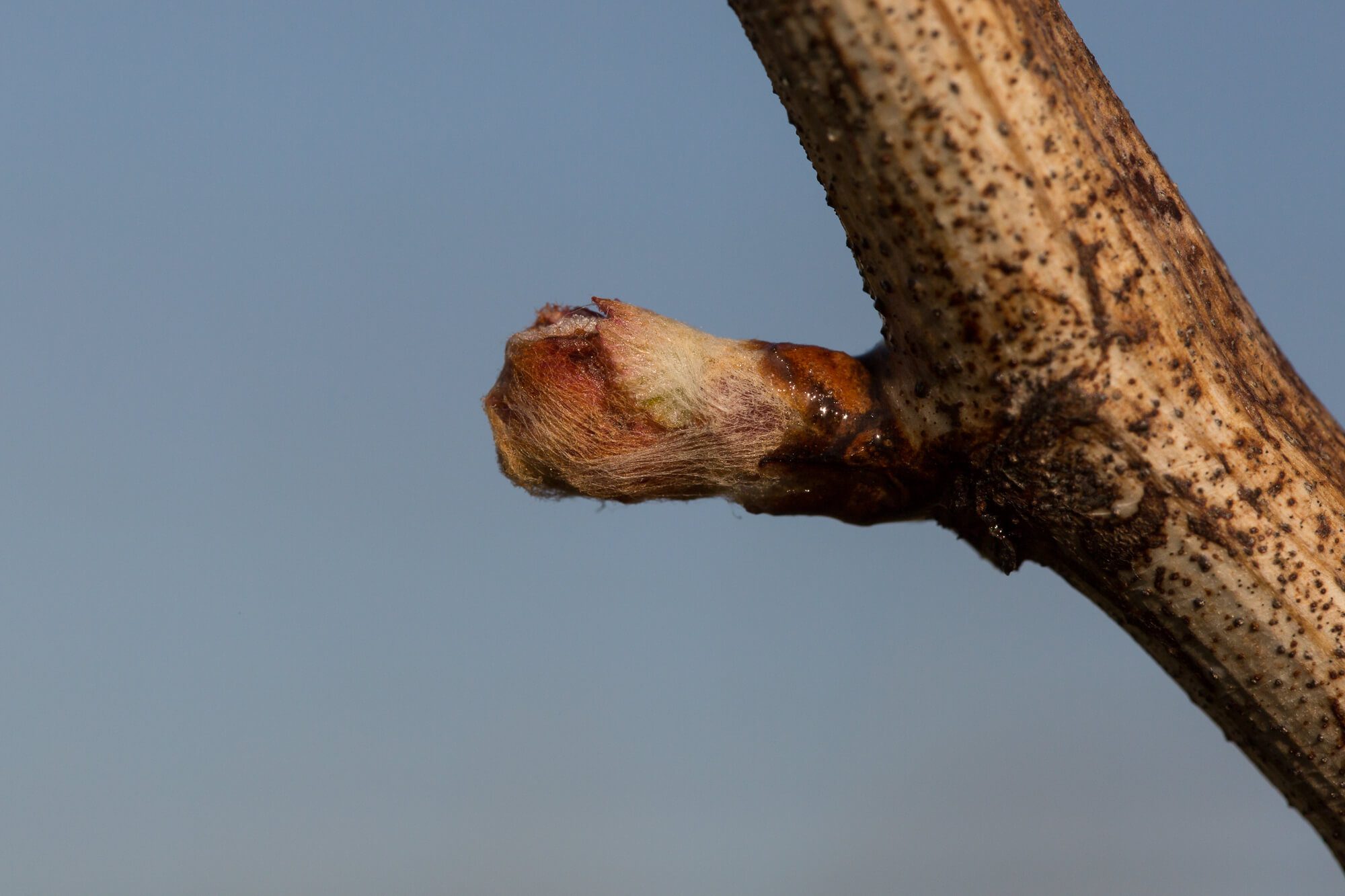 Early Bud