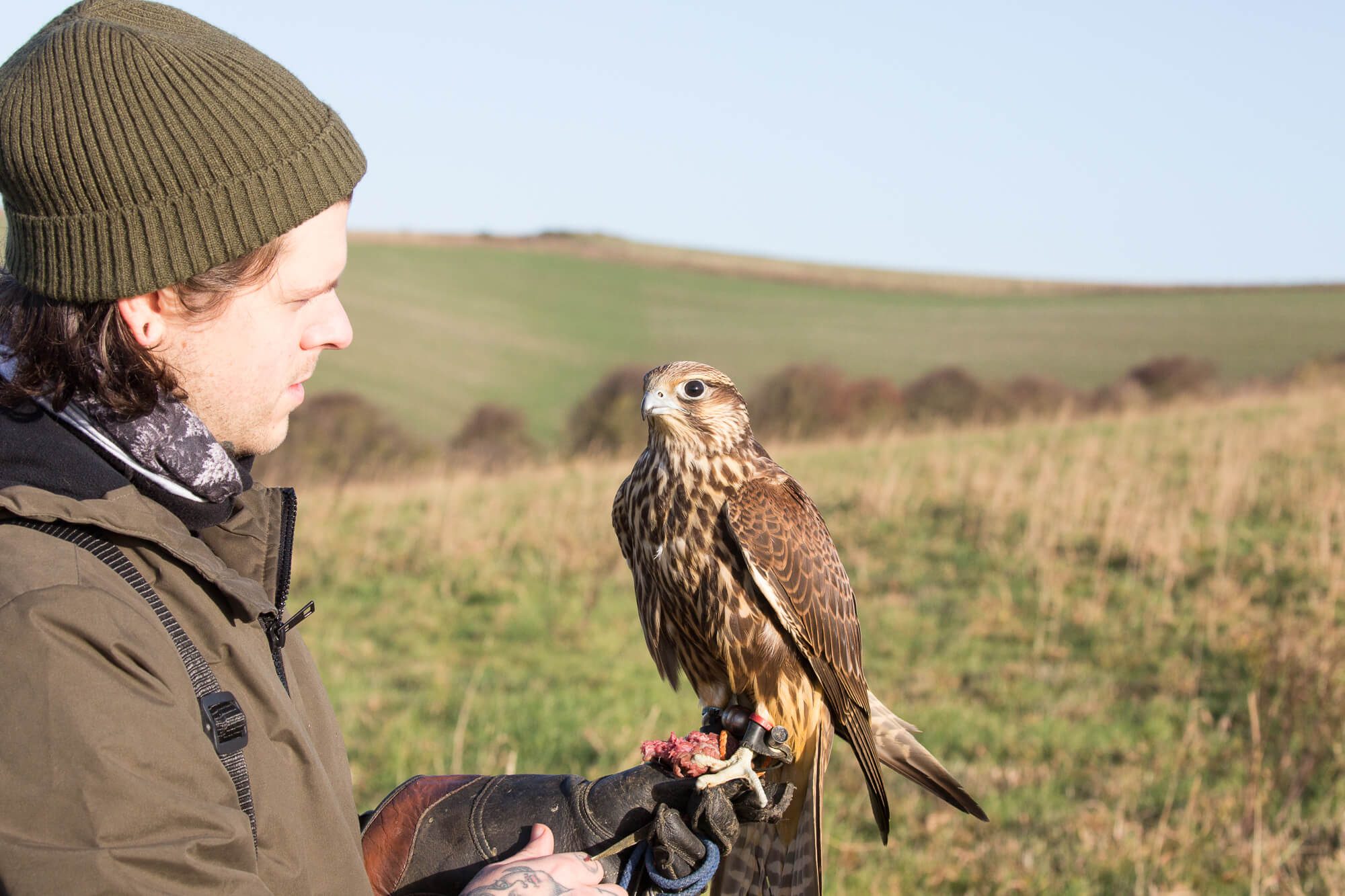 Eliot Holding a Falcon
