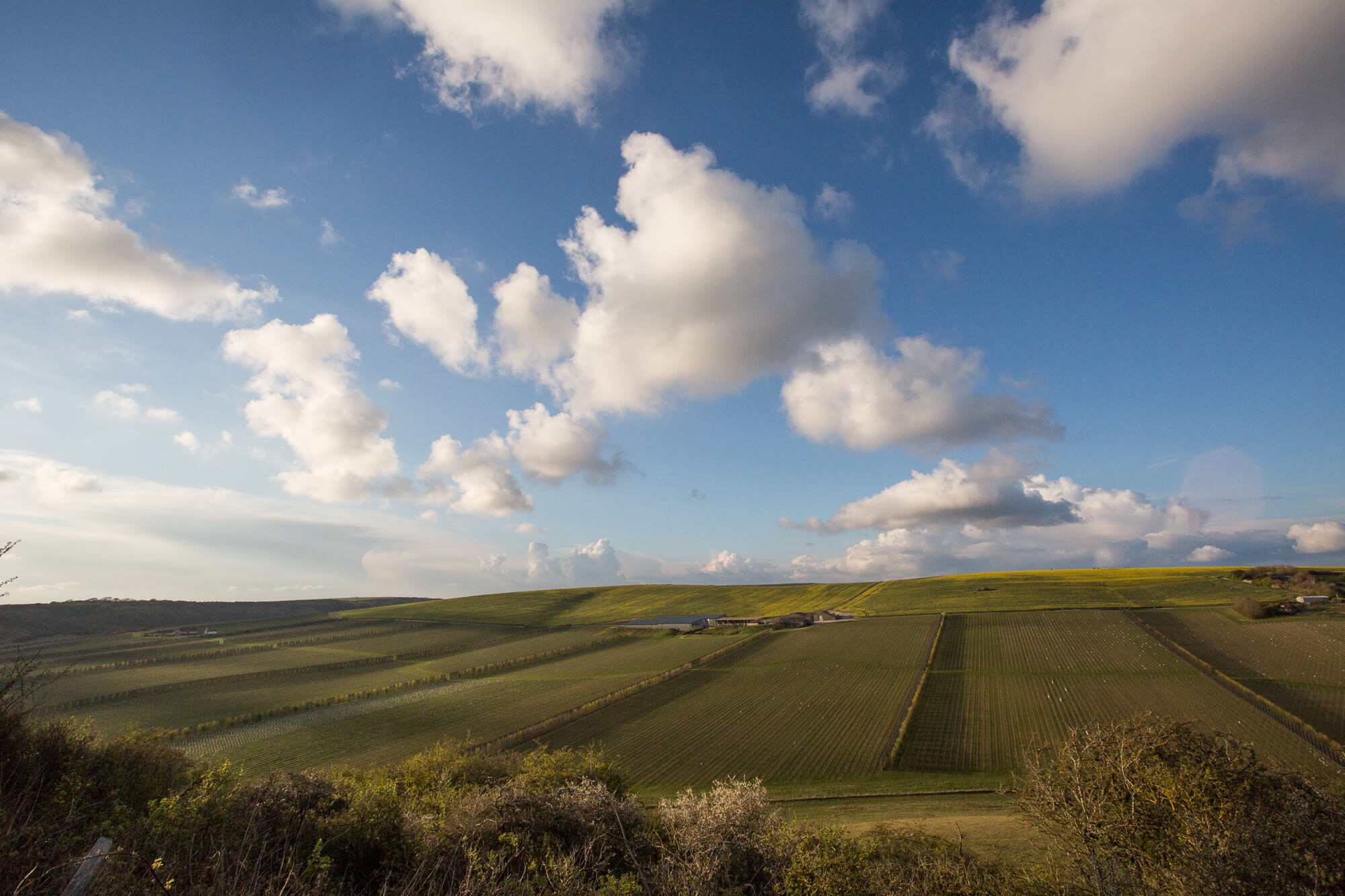 Blue Sky and White Cloud over Rathfinny Wine Estate