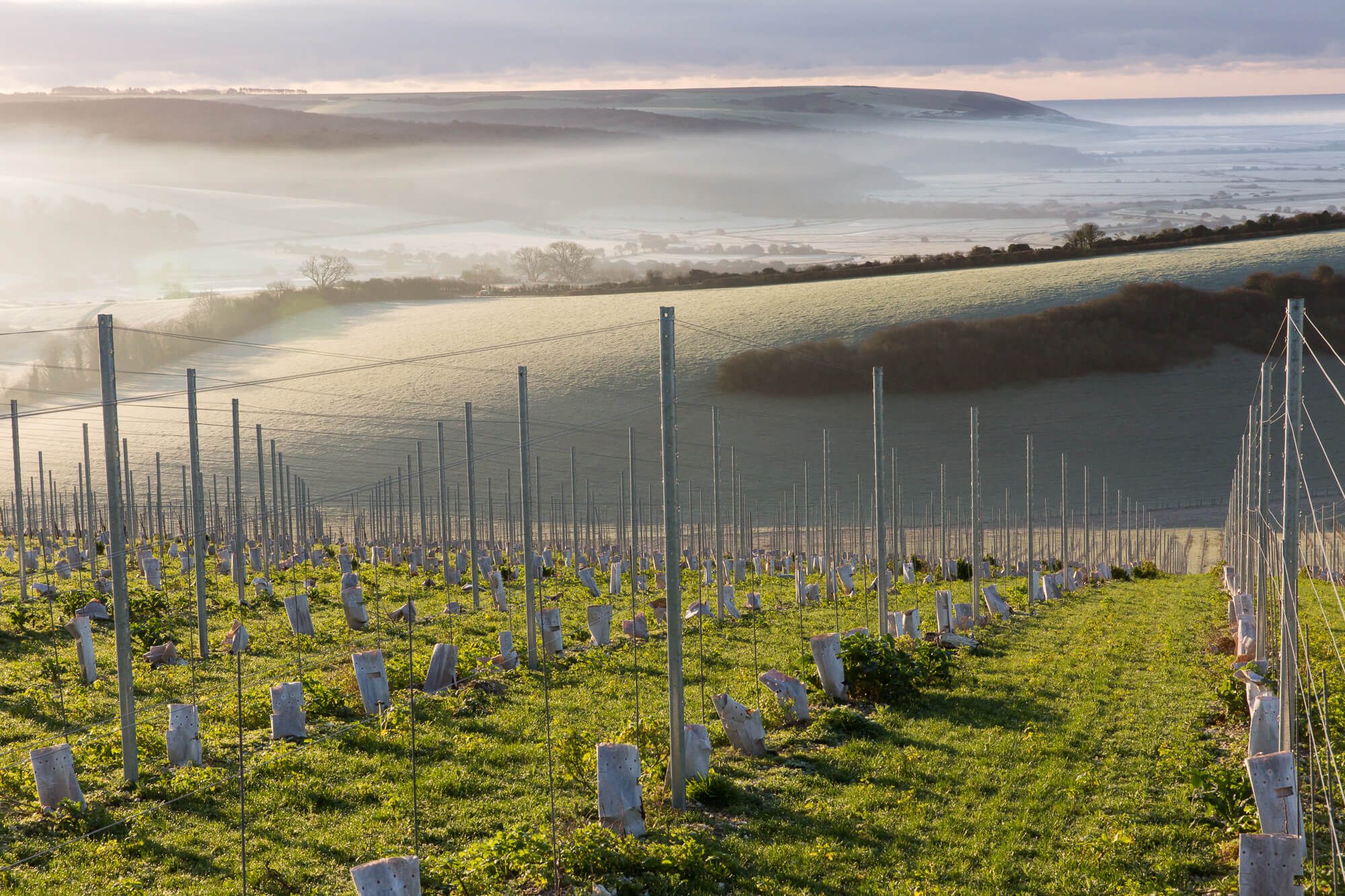 February Vines View of Seven Sisters 2020