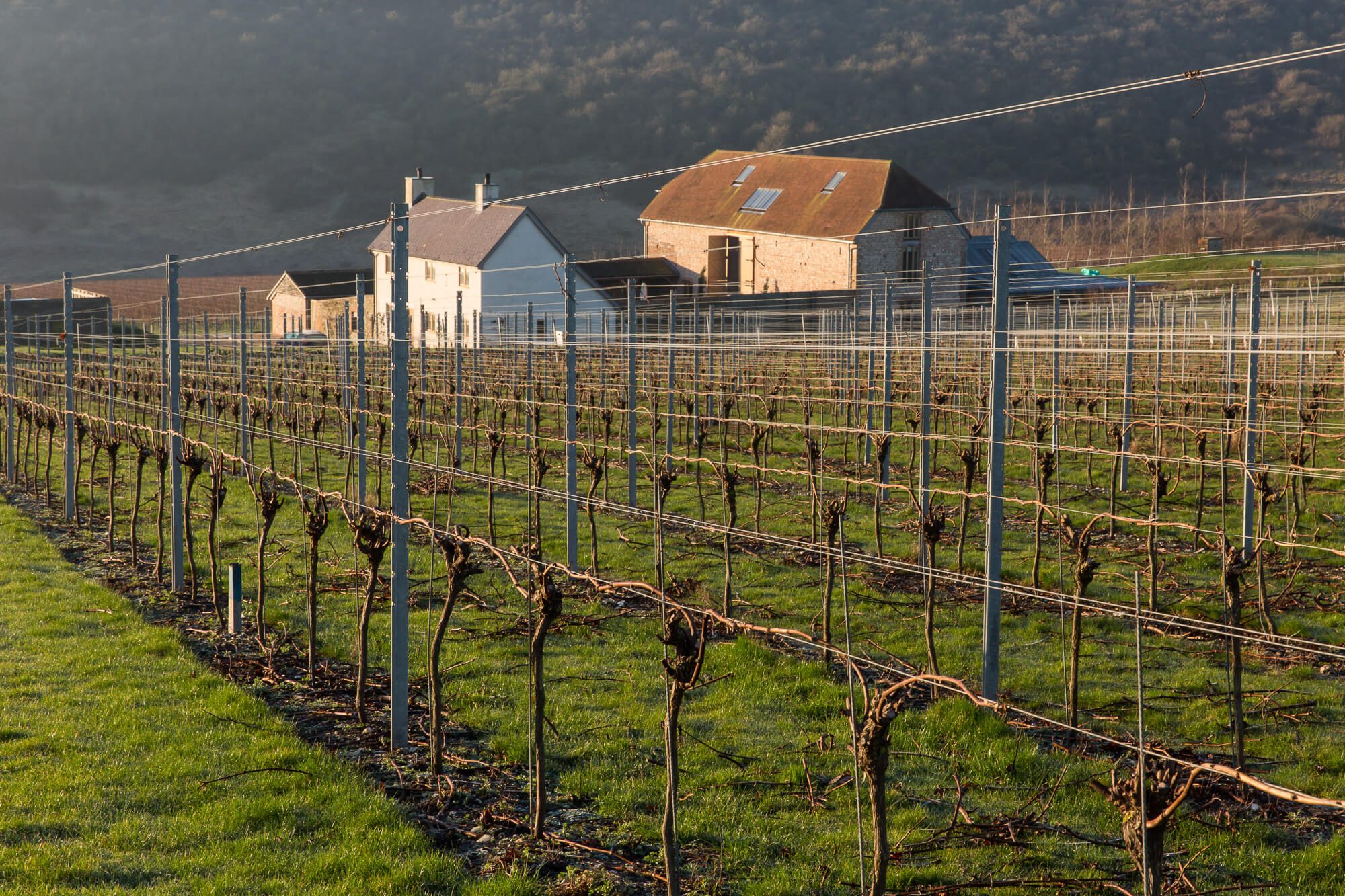 Flint Barns and Pruned Vines