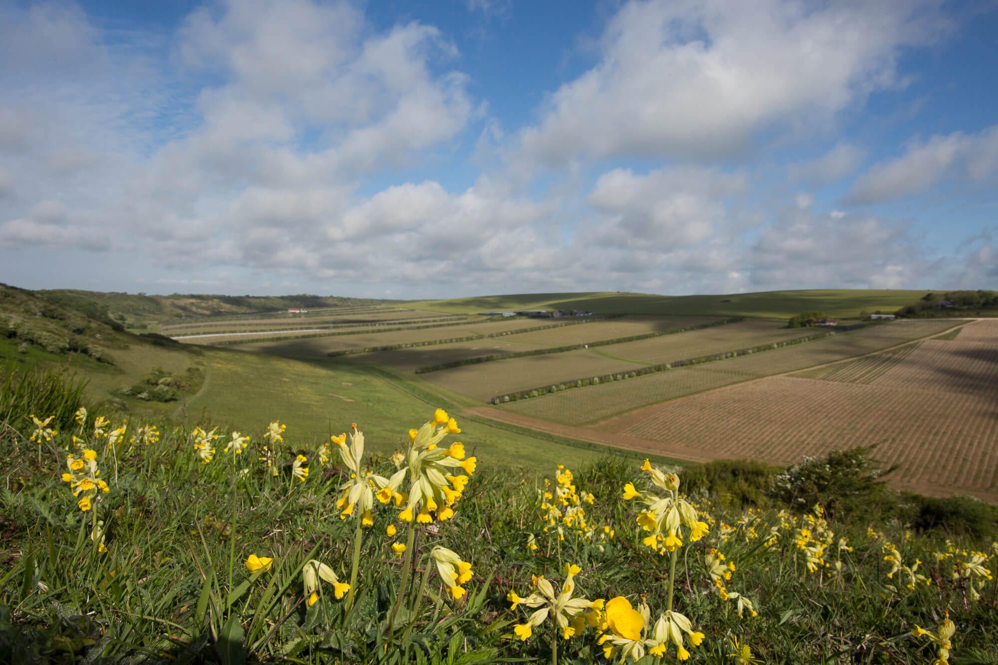 Flower Field
