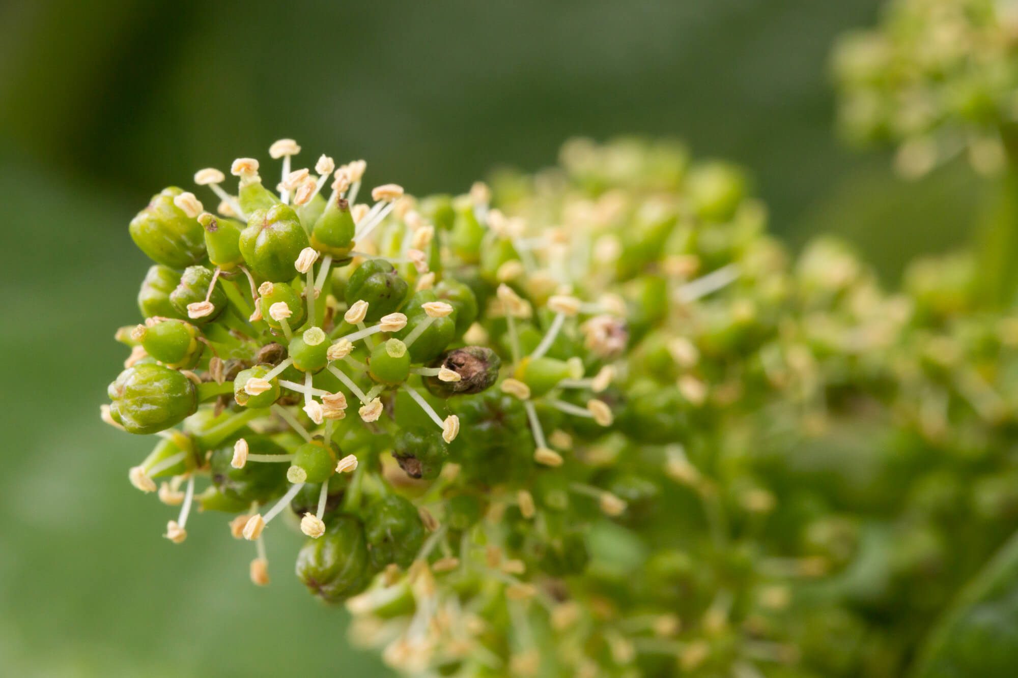 Flowering