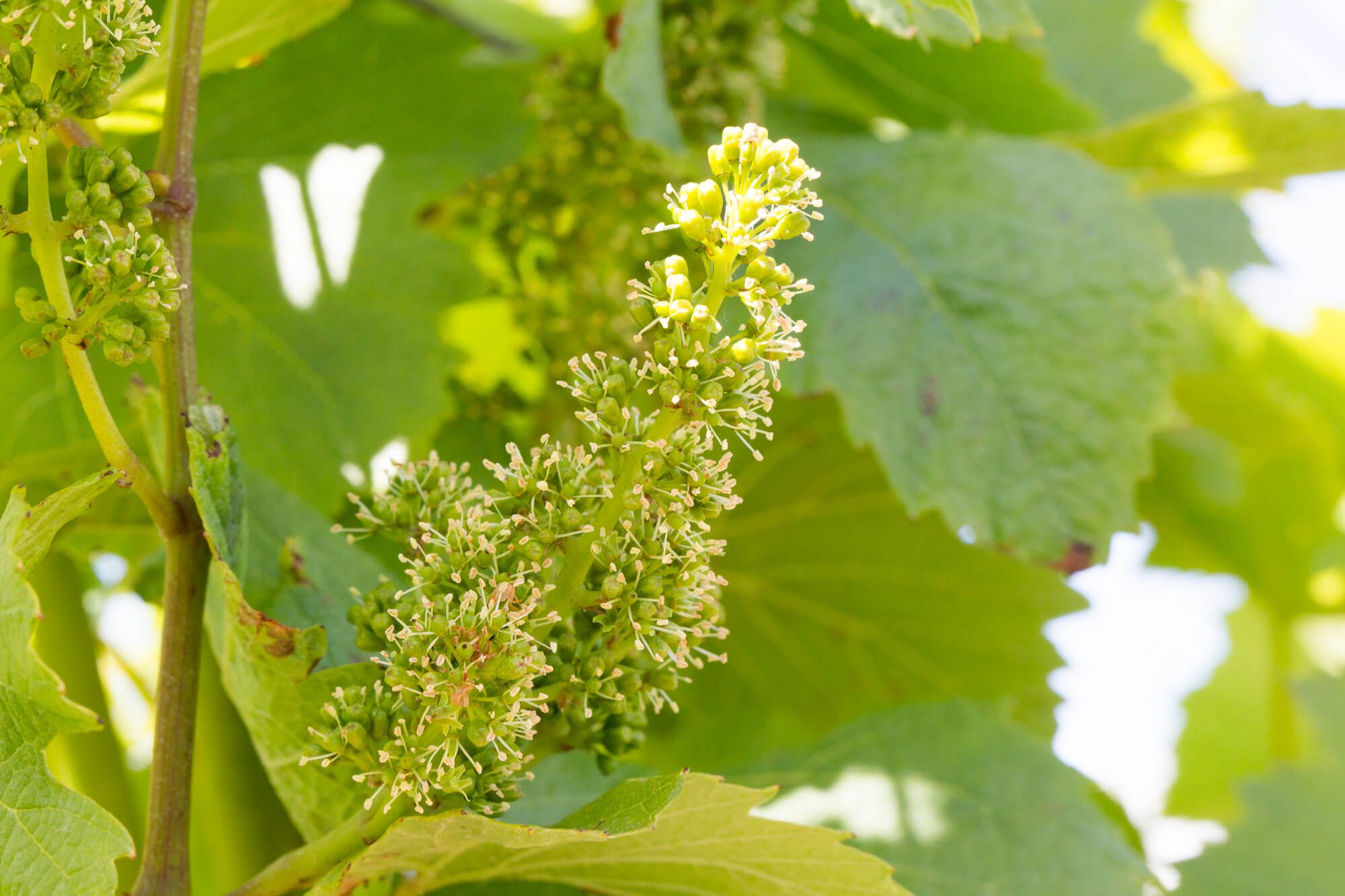 Flowering