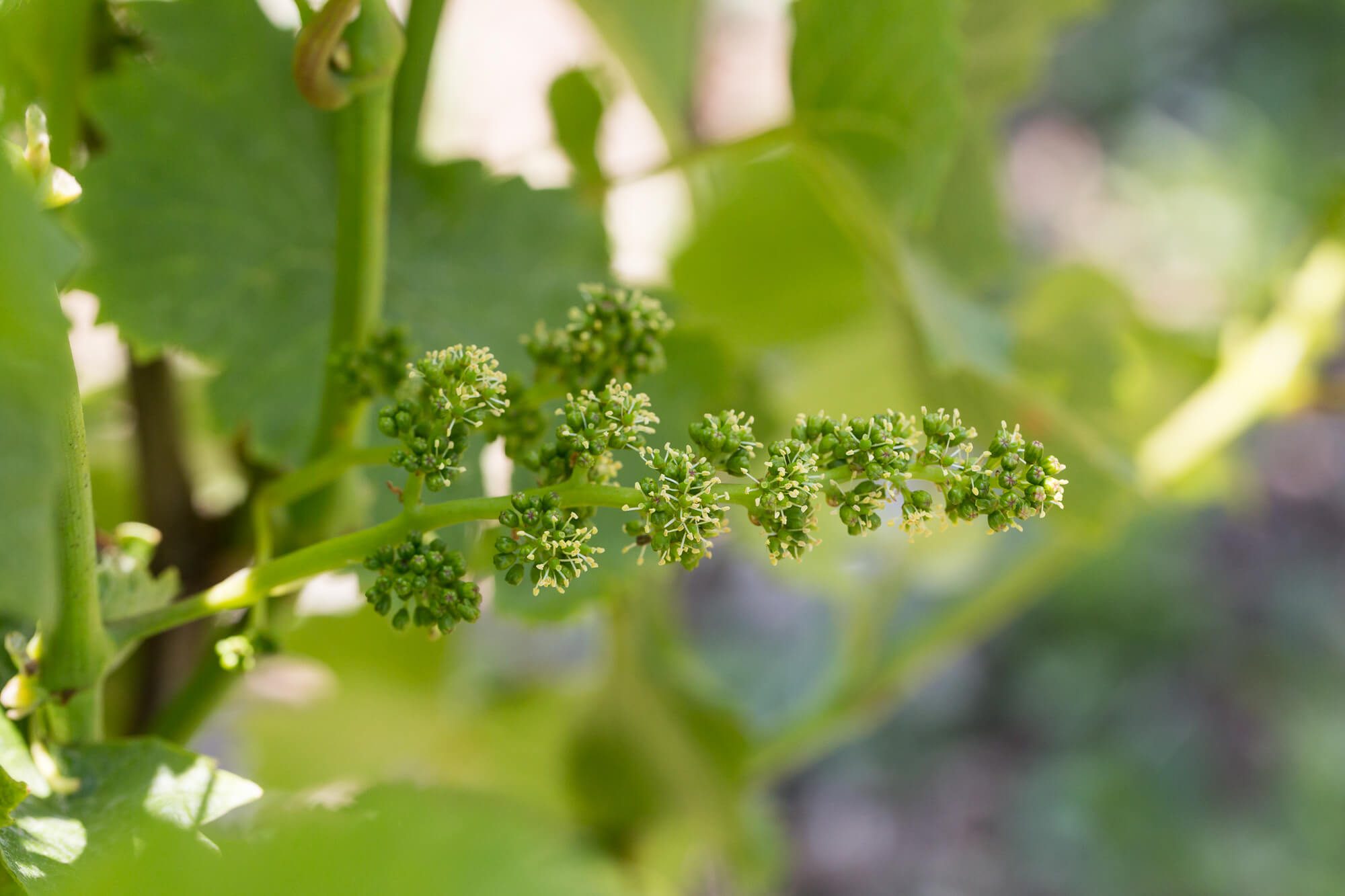Flowering vine