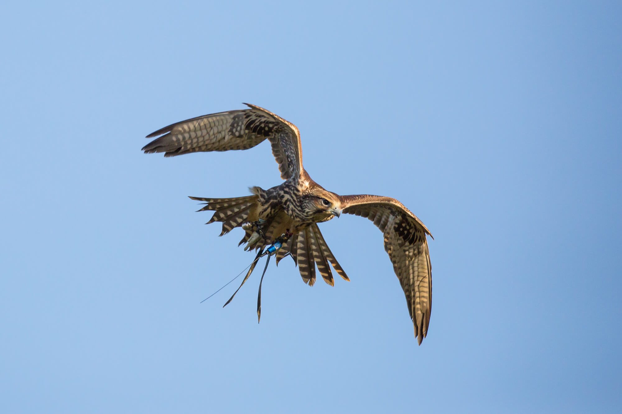 Flying Saker Falcon