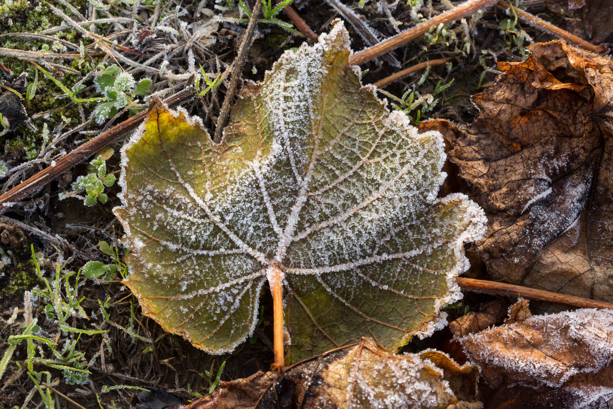 Frosty Leaf