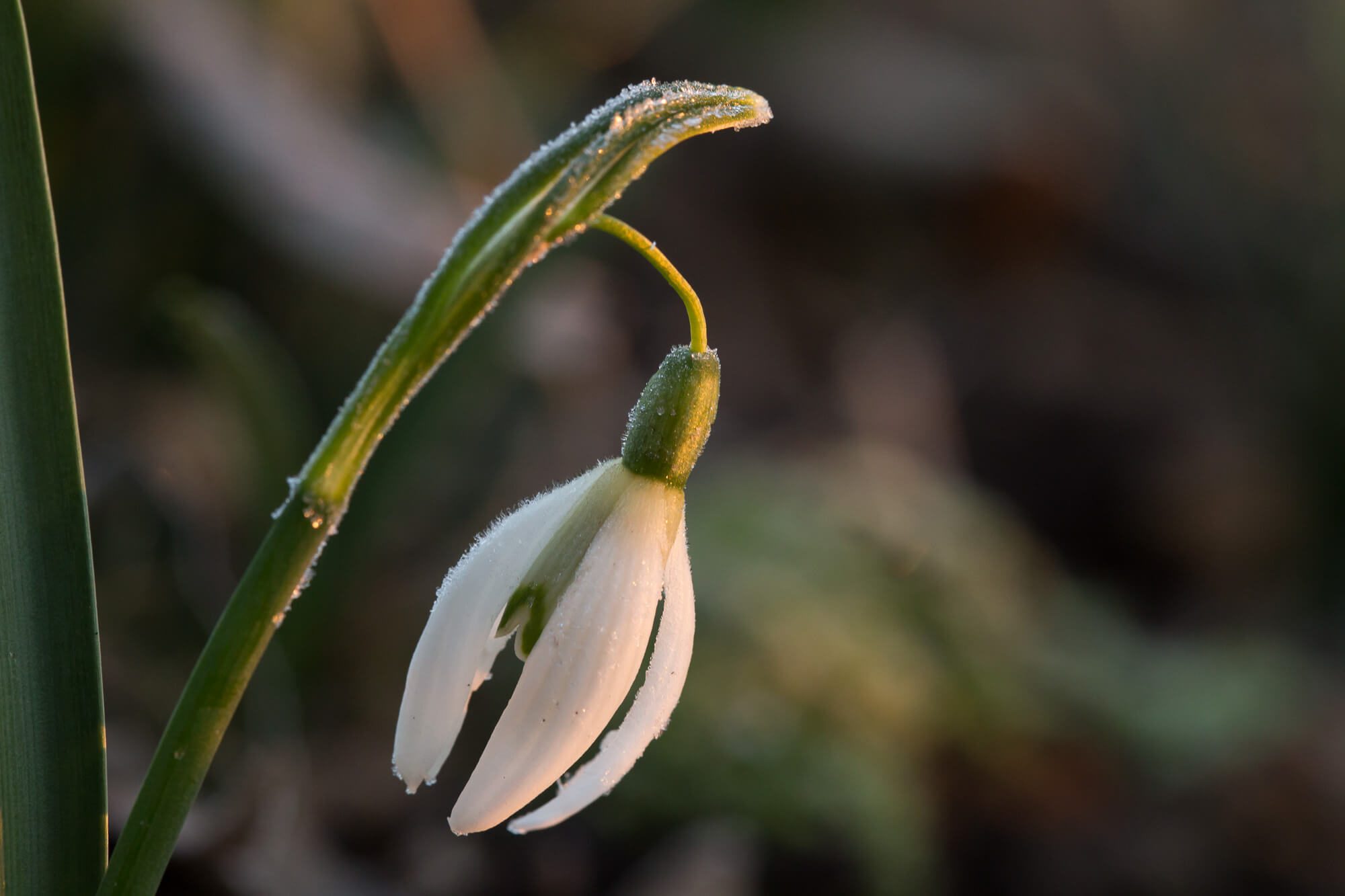 Frozen Flower