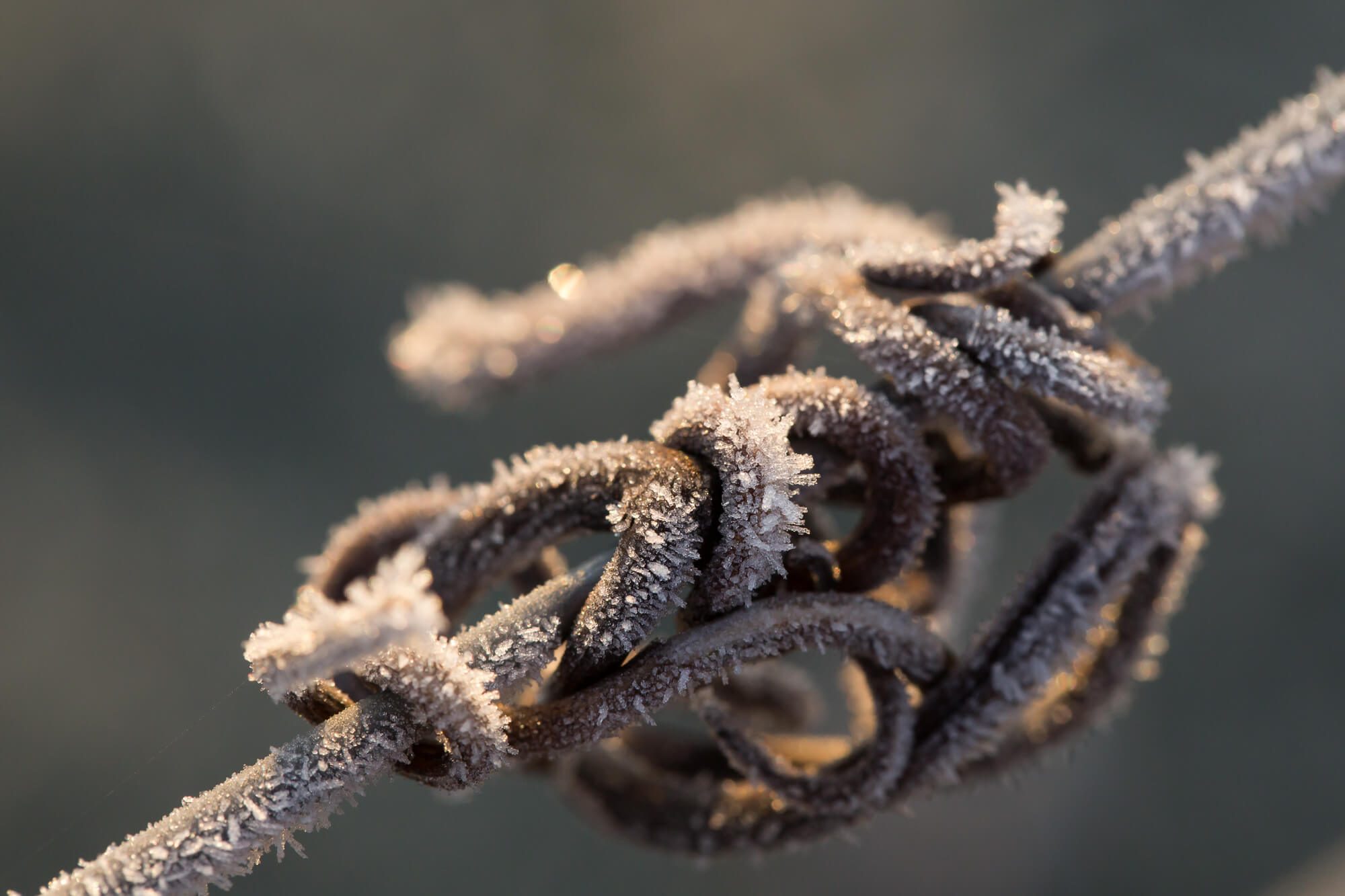 Frozen Vine