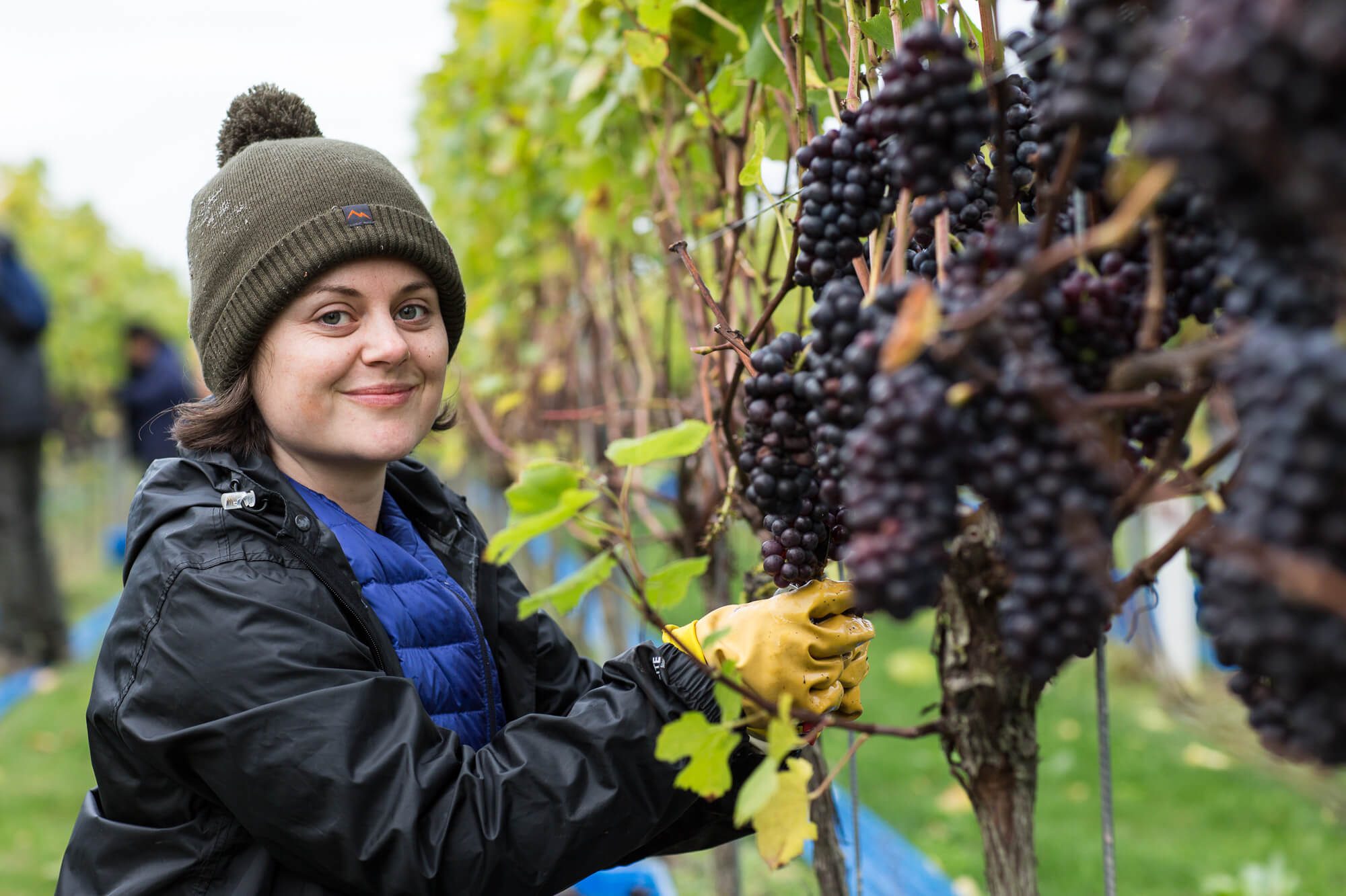 Girl Picking Grapes