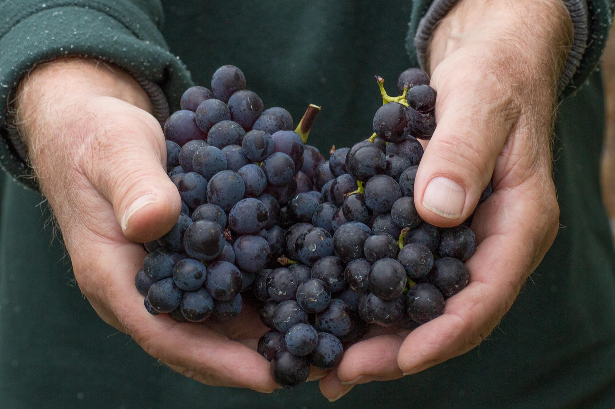 Rathfinny harvest