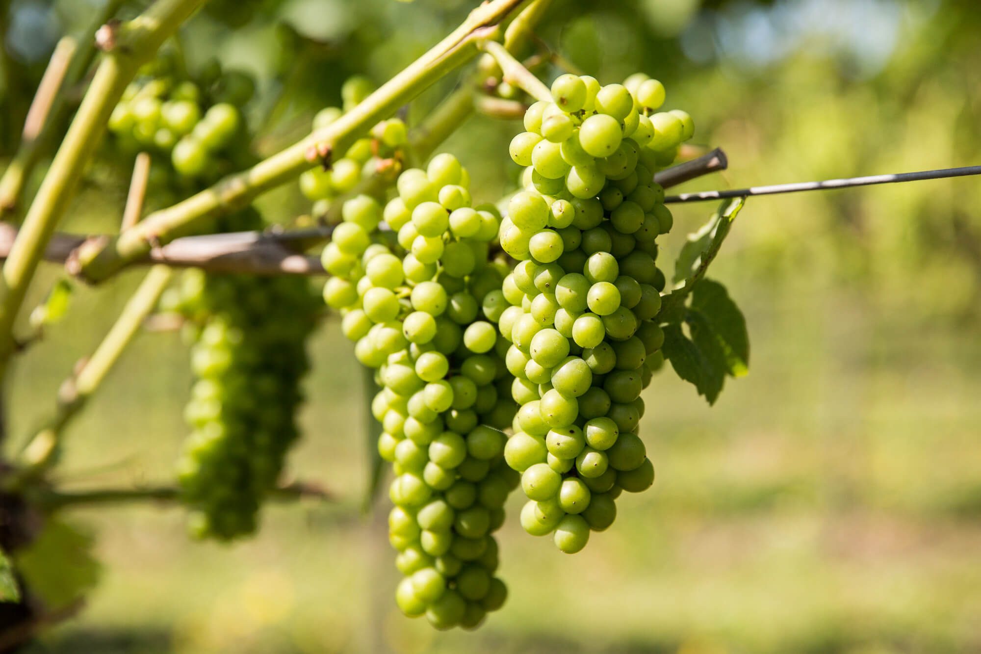 Green Grapes
