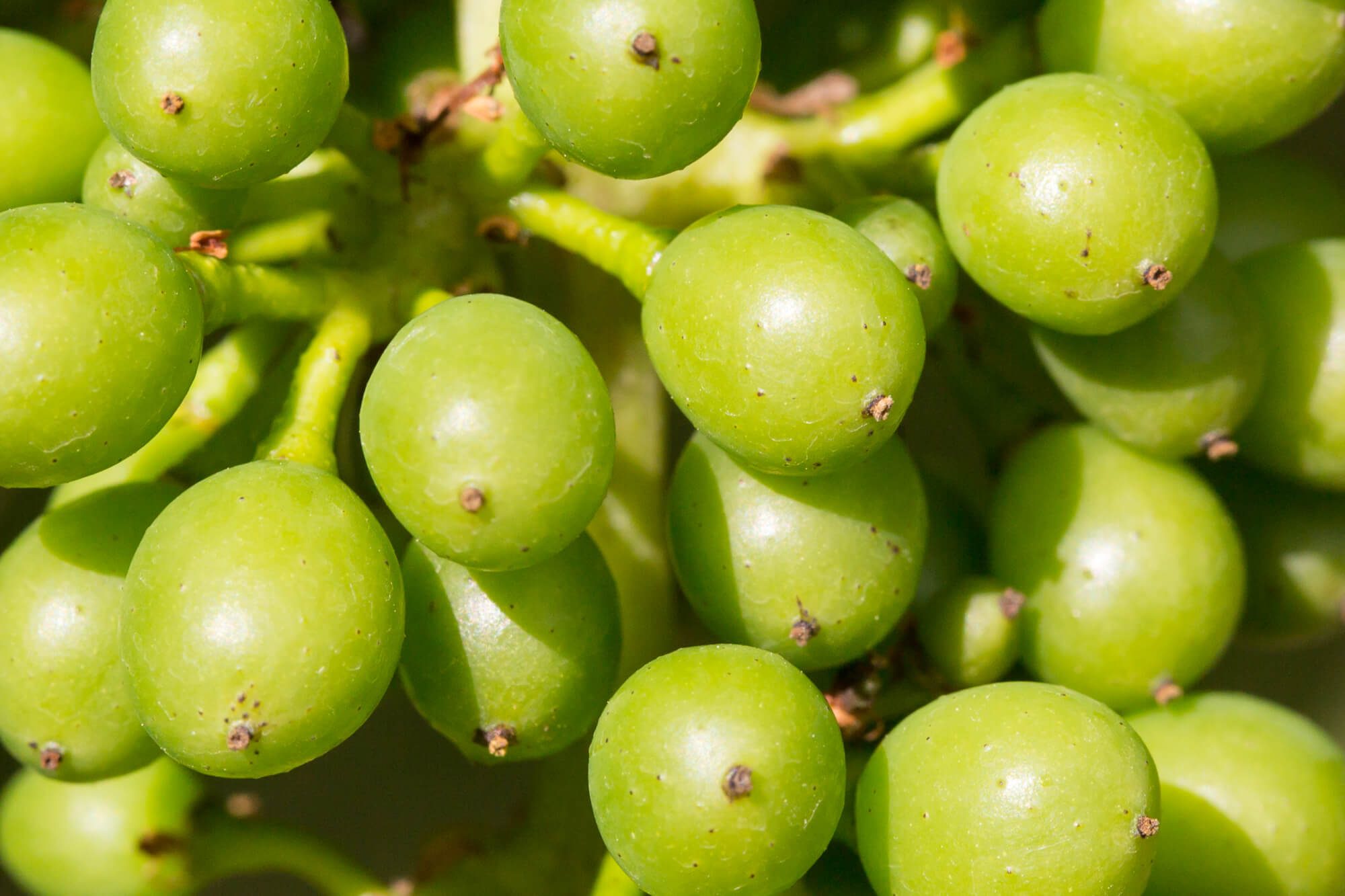 Green Wine Grapes