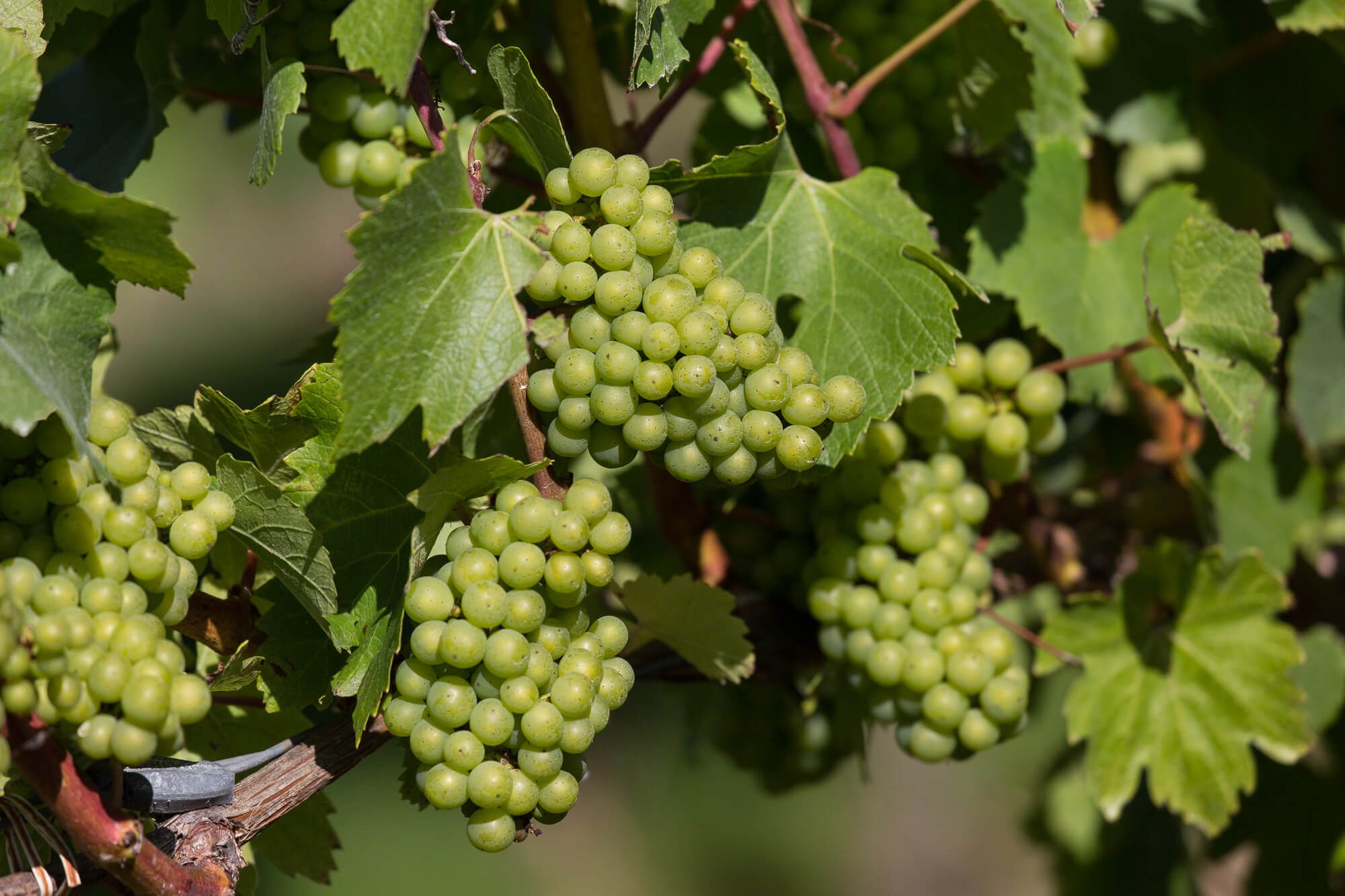 Bunch of Green Grapes