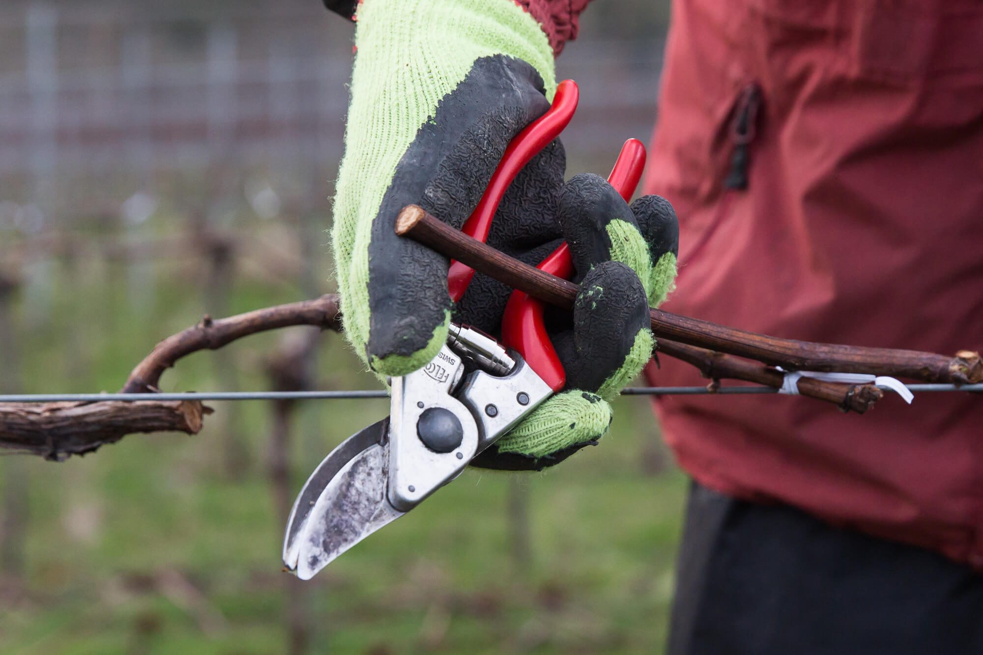 Hand Pruning