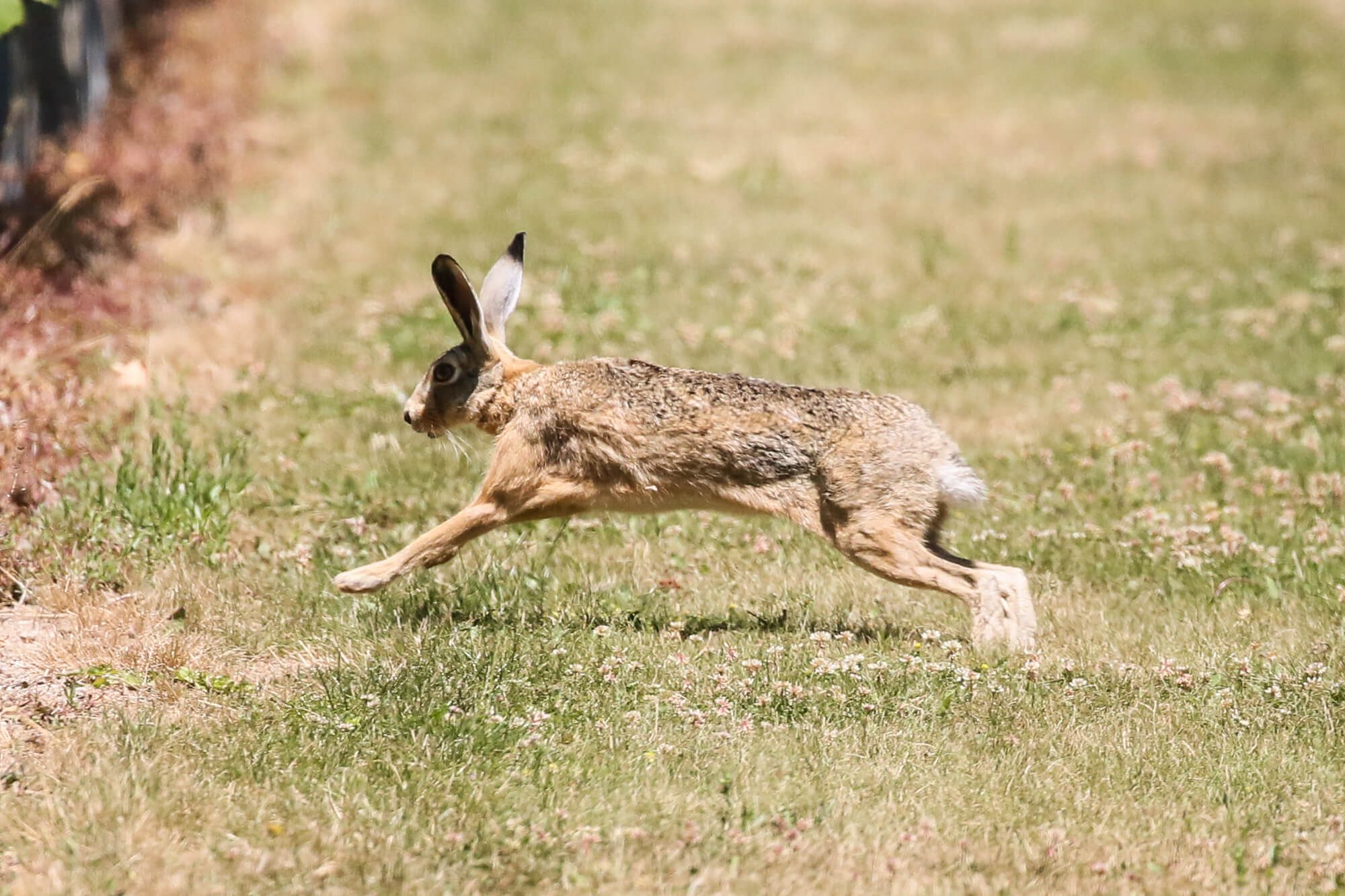 hare