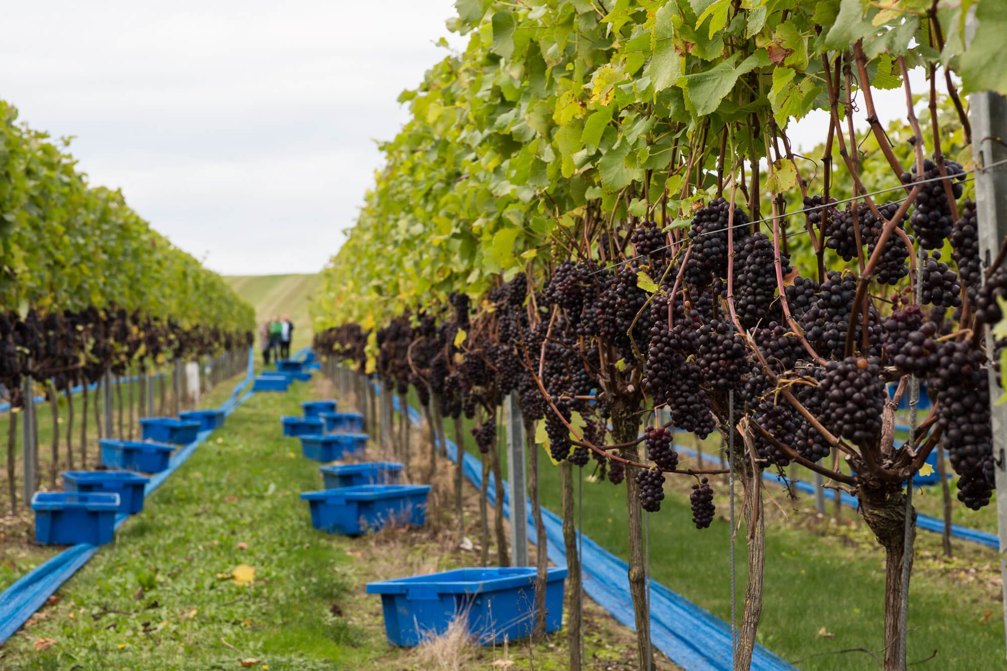Harvest Picking Boxes