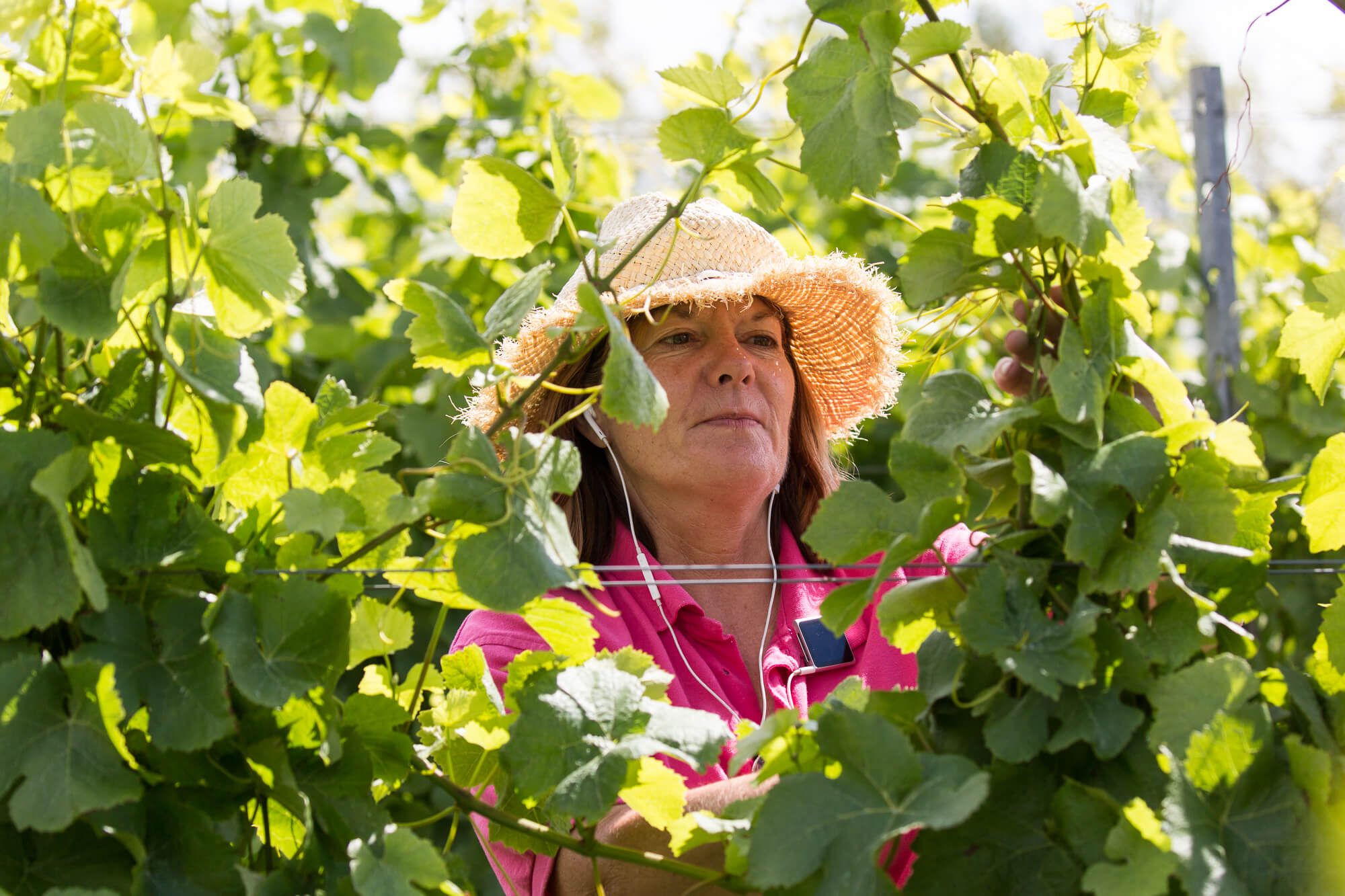 Judith Trimming Leaves