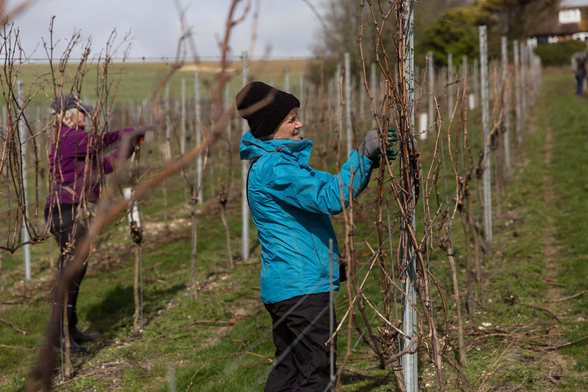 Julie Kells Pruning