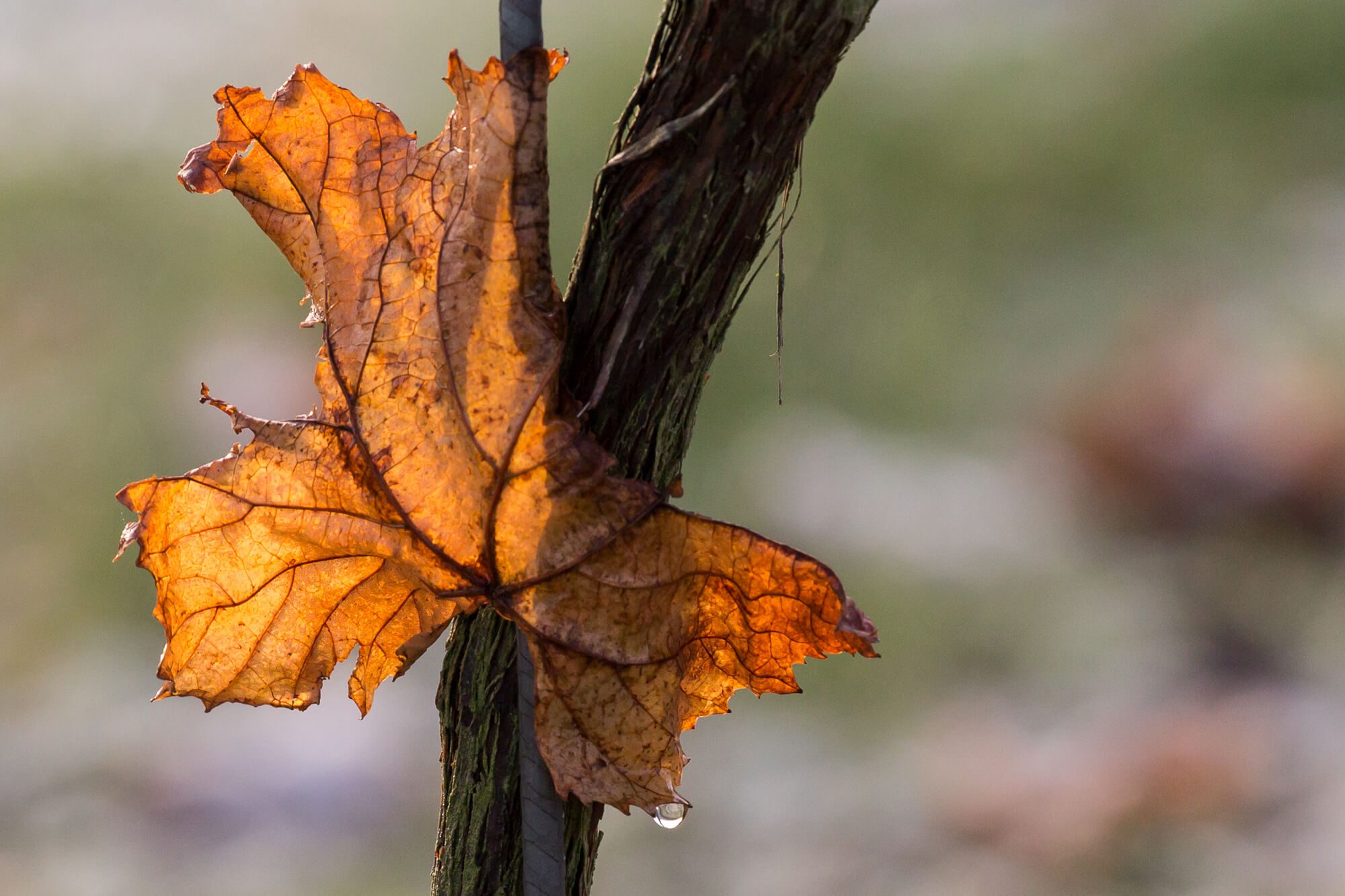 Leaf on a Vine